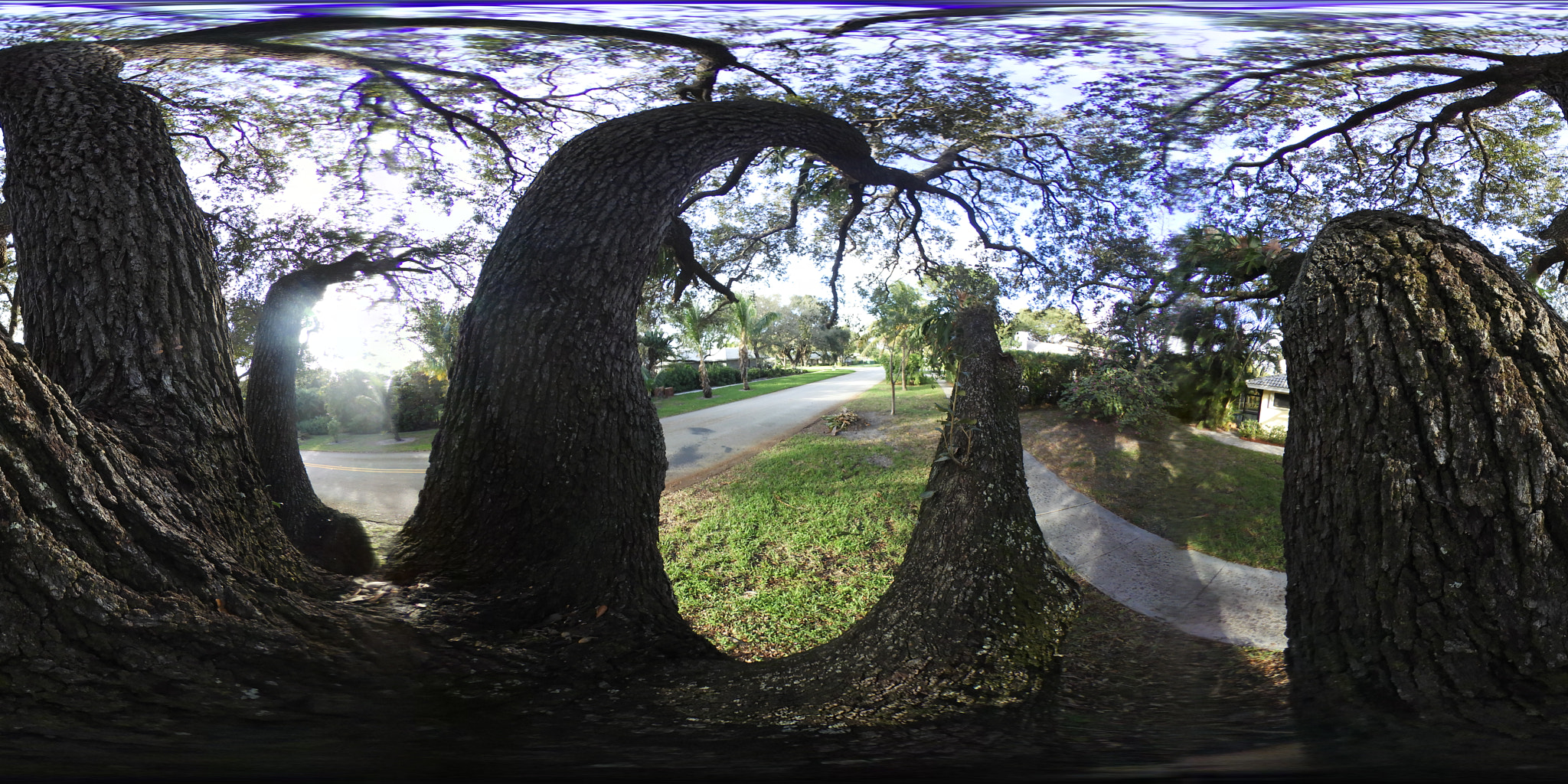 Nikon KeyMission 360 sample photo. 360 oak tree photography
