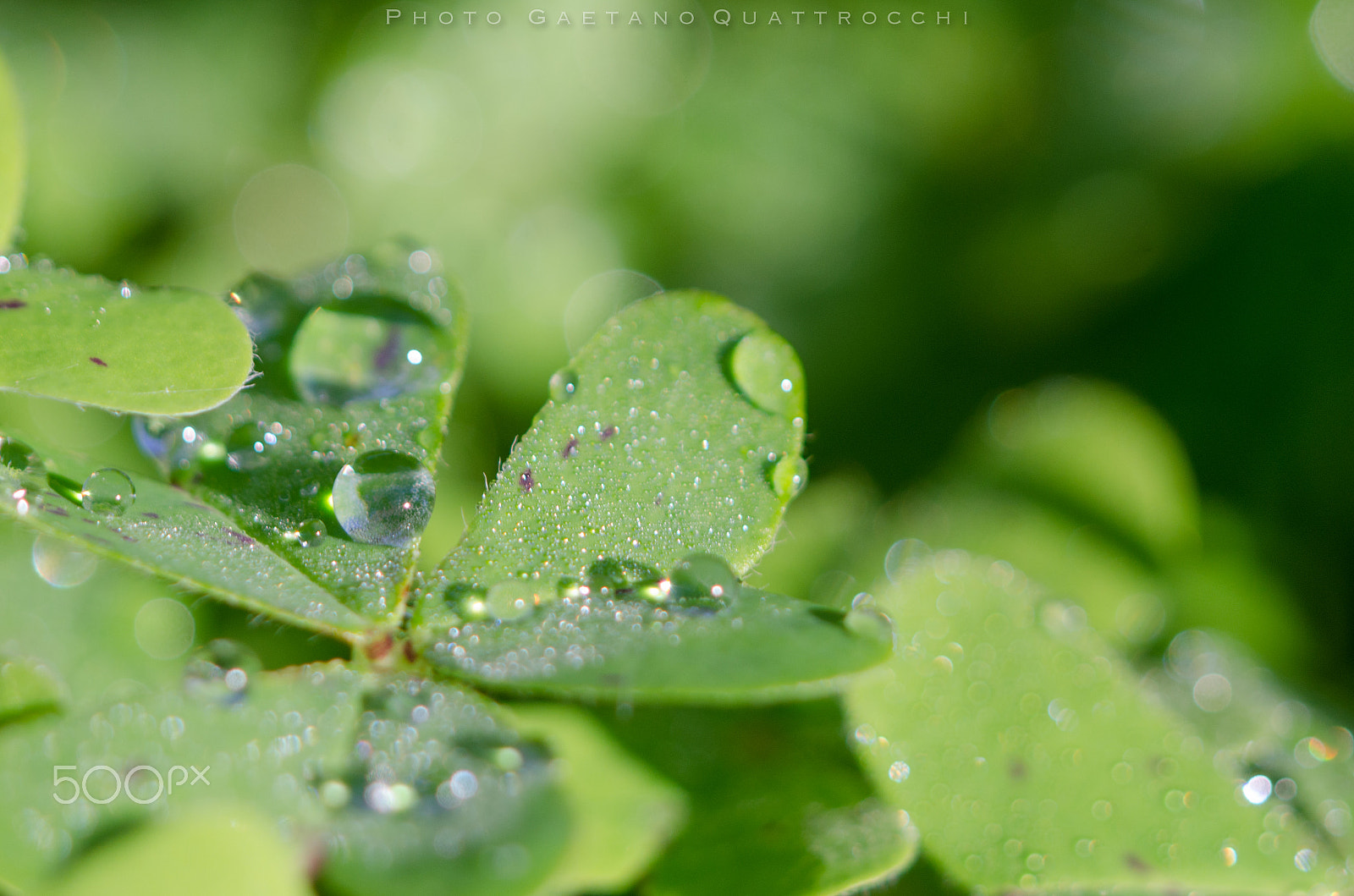 Nikon D7000 sample photo. "green colors & drops!" by gaetano quattrocchi photography