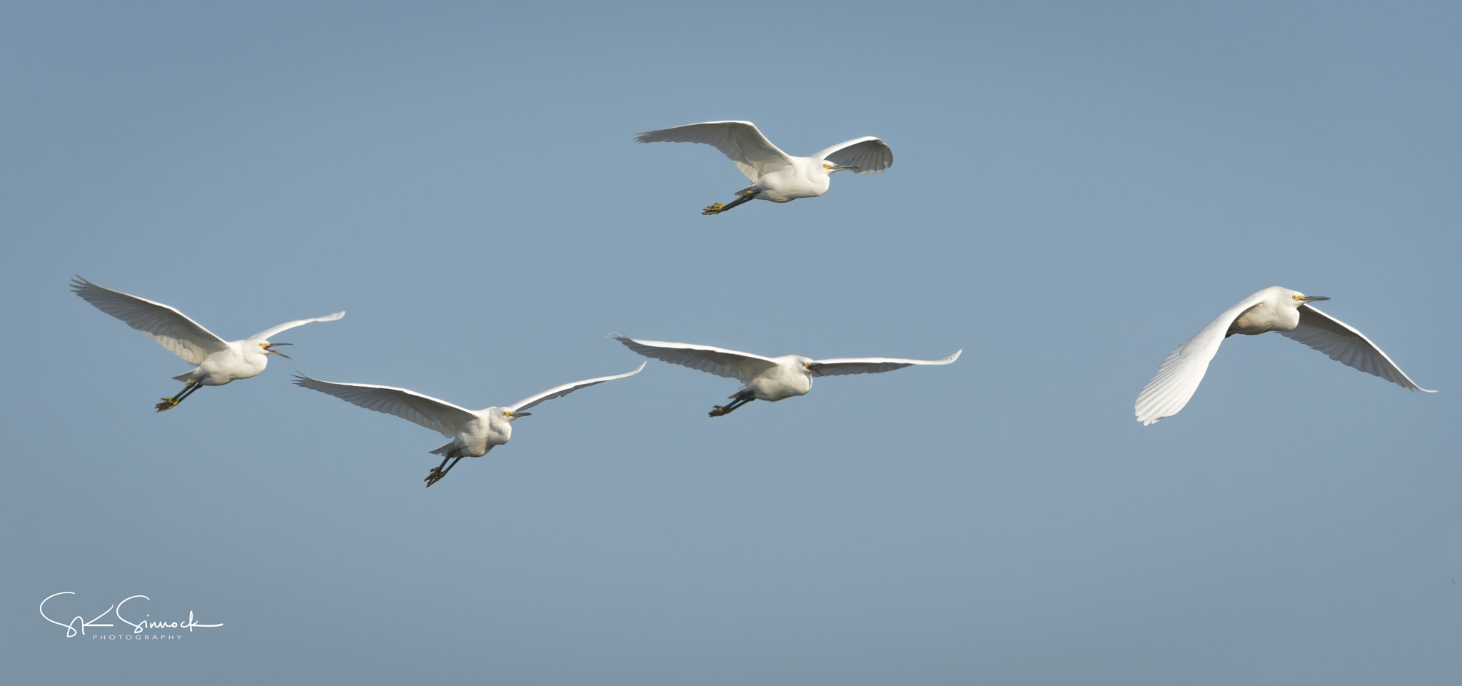 Nikon D800 sample photo. Snowy egrets photography