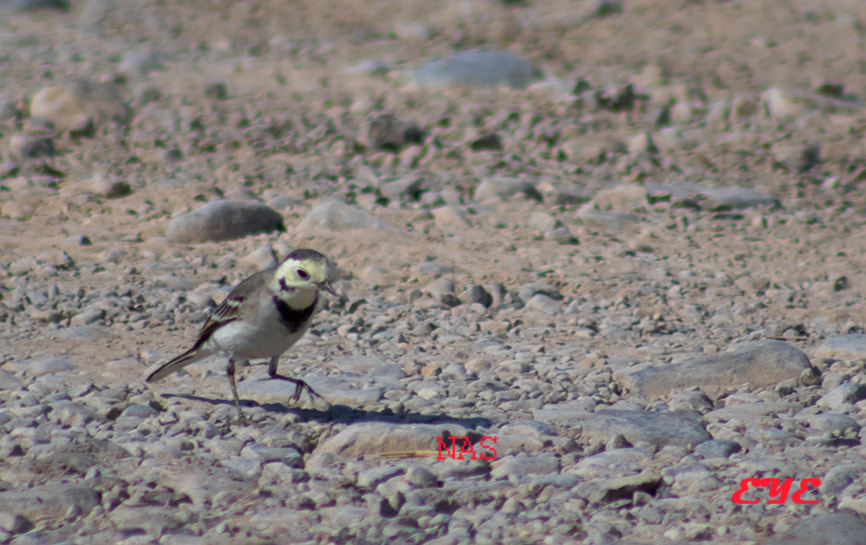 Canon EOS 750D (EOS Rebel T6i / EOS Kiss X8i) + EF75-300mm f/4-5.6 sample photo. White wagtail photography