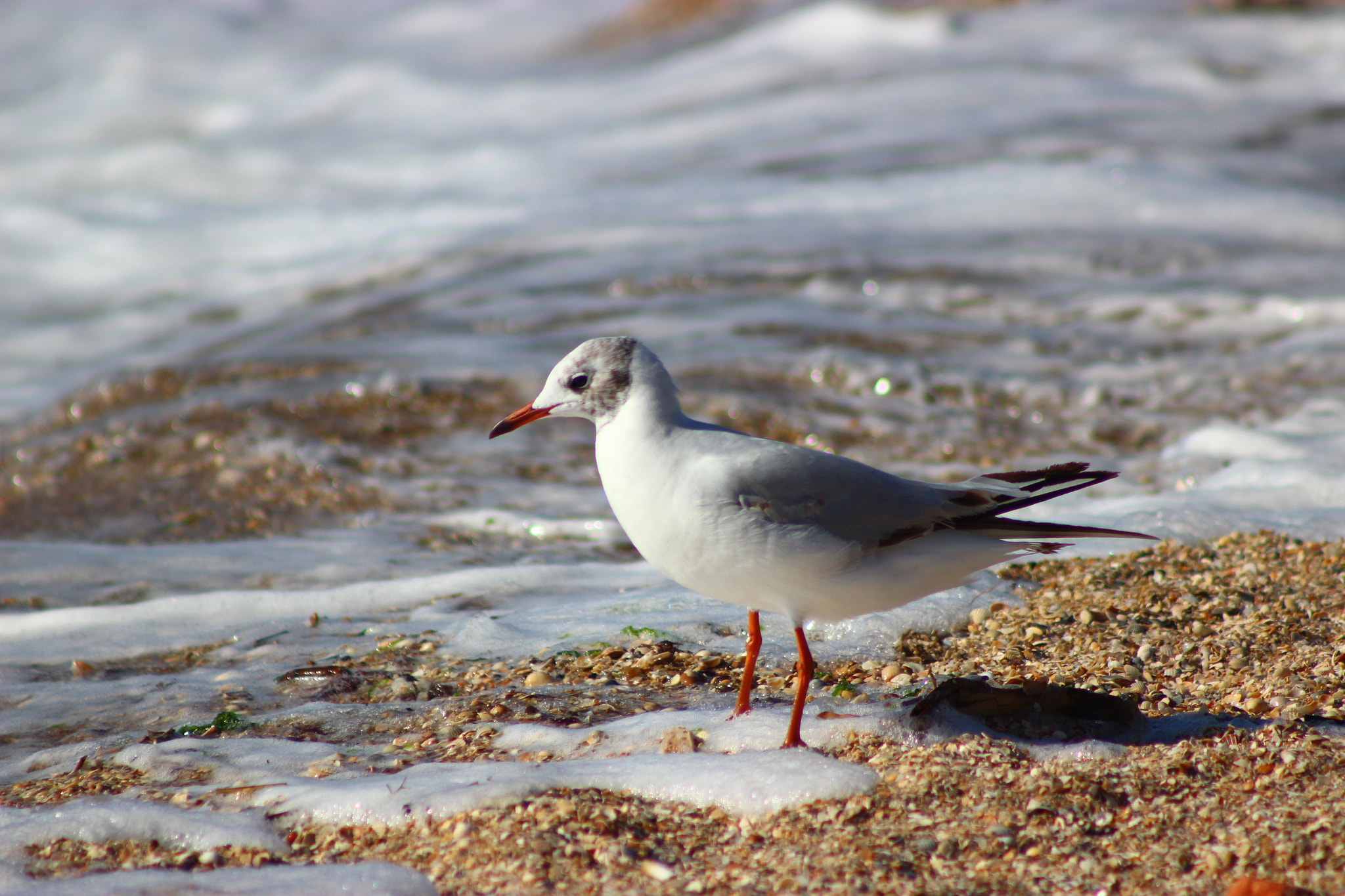 Canon EF 75-300mm f/4-5.6 USM sample photo. Img photography