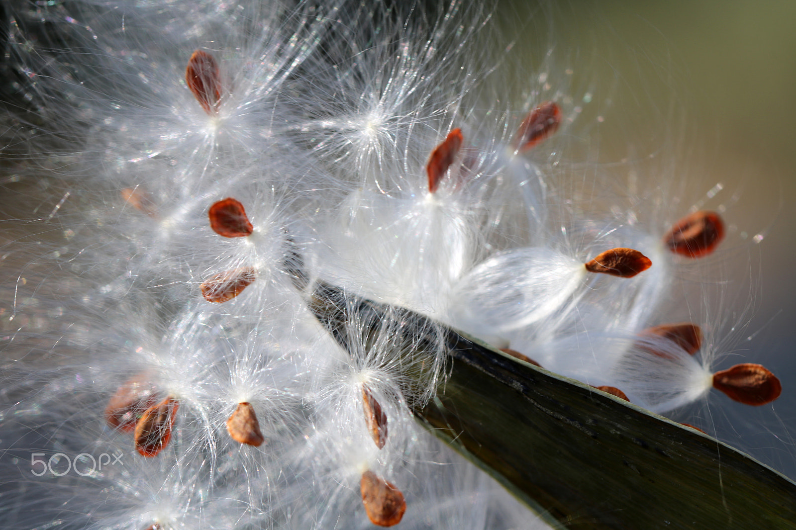 Canon EF 100mm F2.8L Macro IS USM sample photo. Waltzing seeds 6426 photography