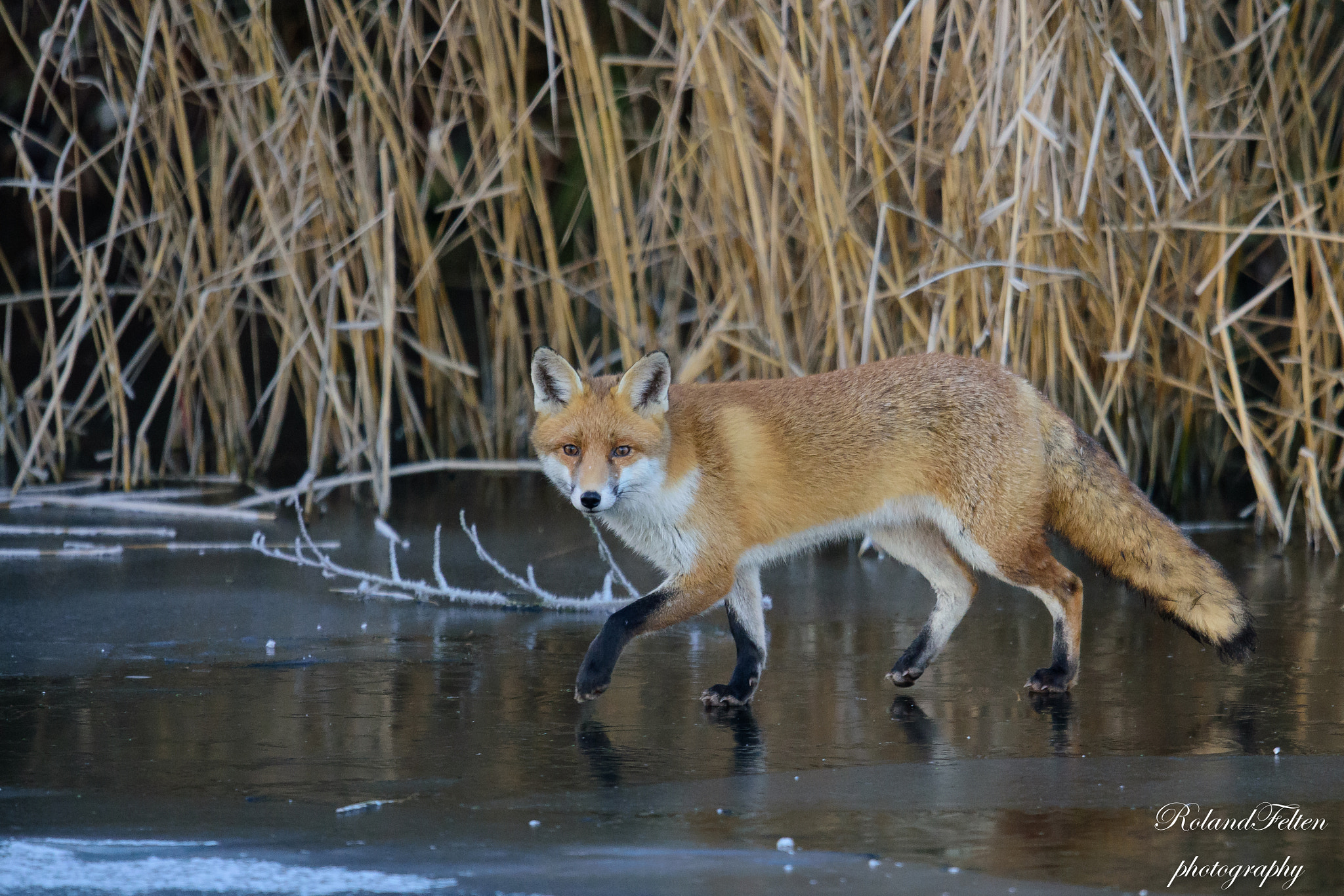 Nikon D810 + Nikon AF-S Nikkor 600mm F4G ED VR sample photo. Fox on ice photography