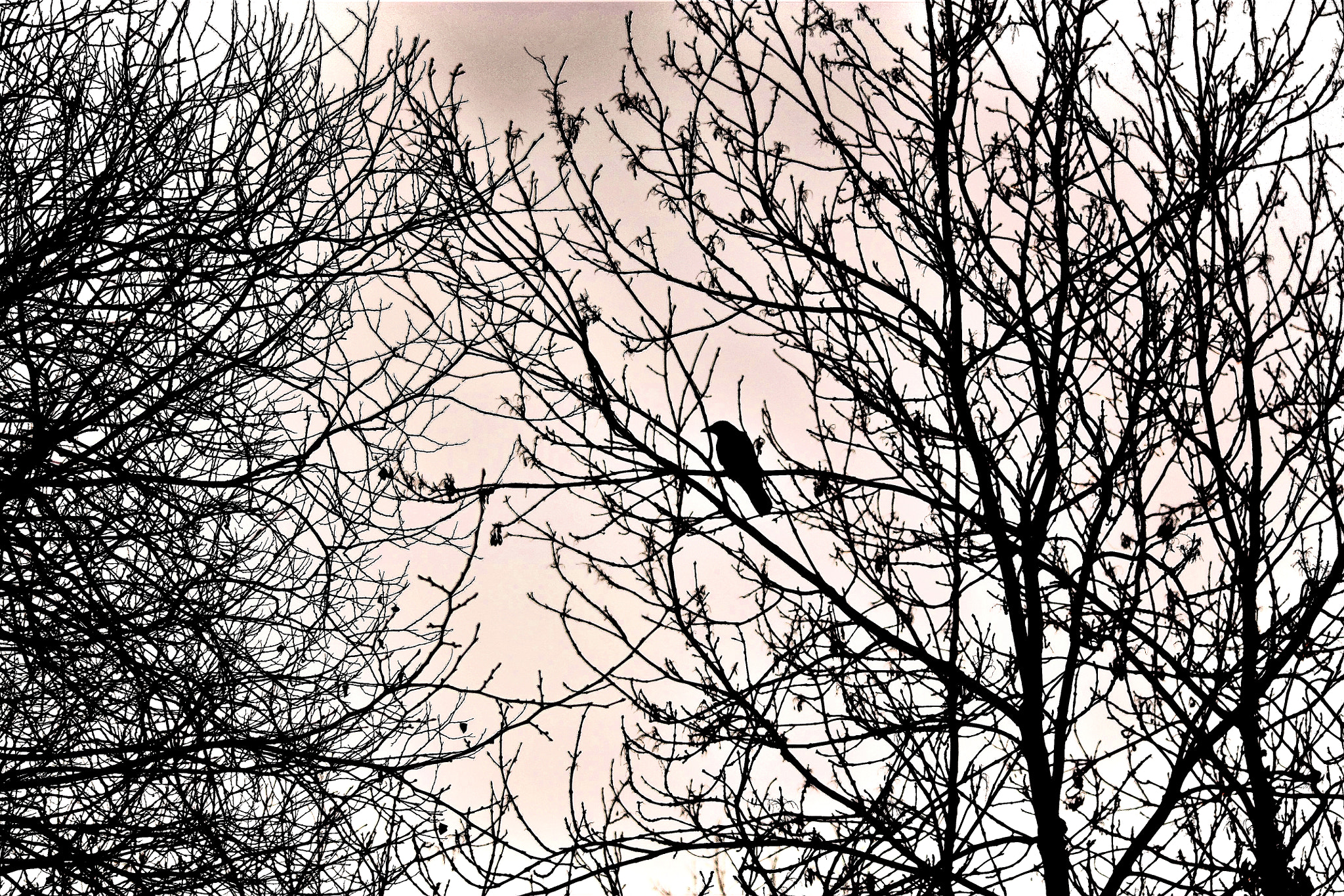 Canon EOS 450D (EOS Rebel XSi / EOS Kiss X2) sample photo. In a tree photography