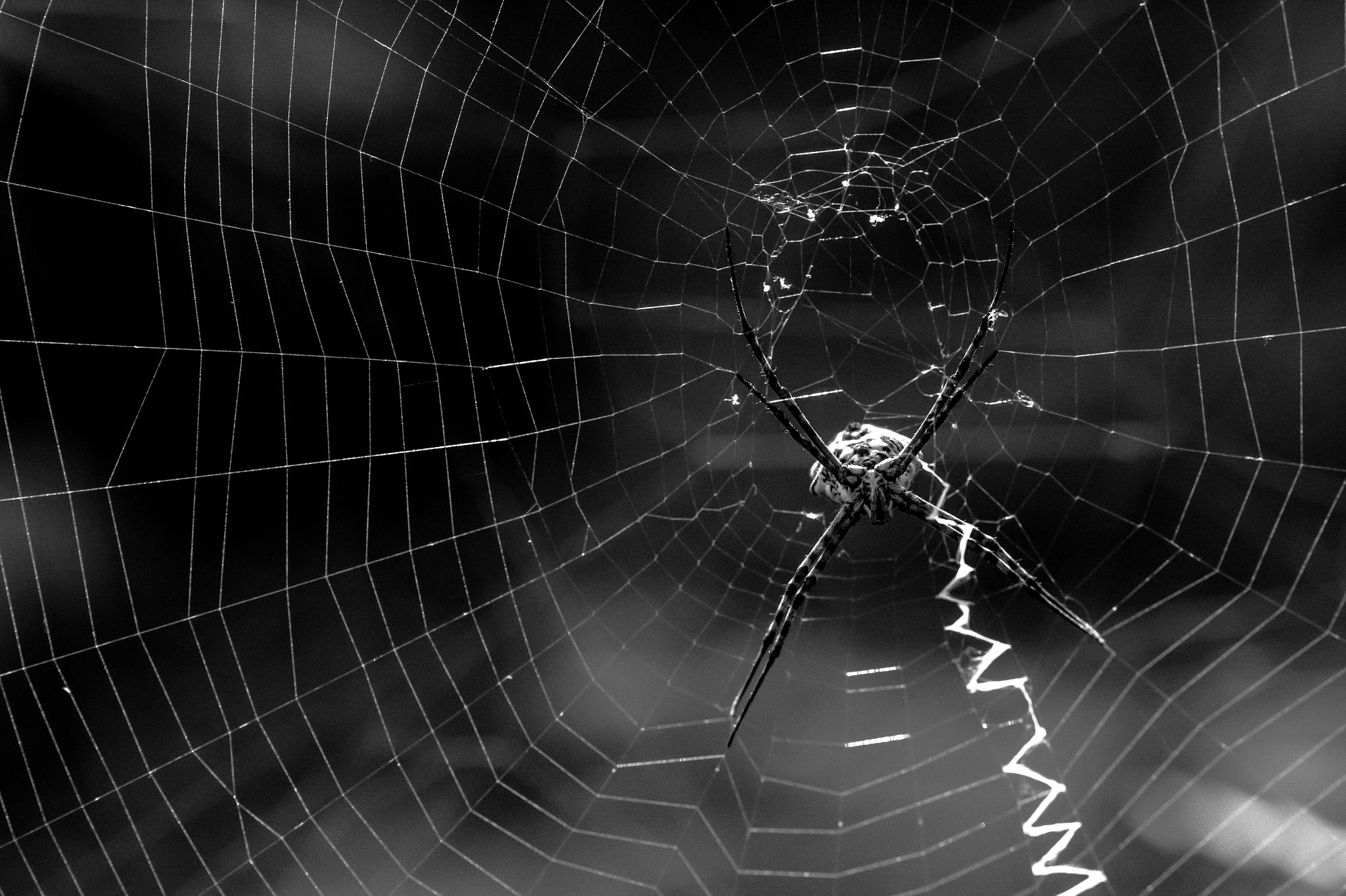 Nikon D4 sample photo. Spider photography