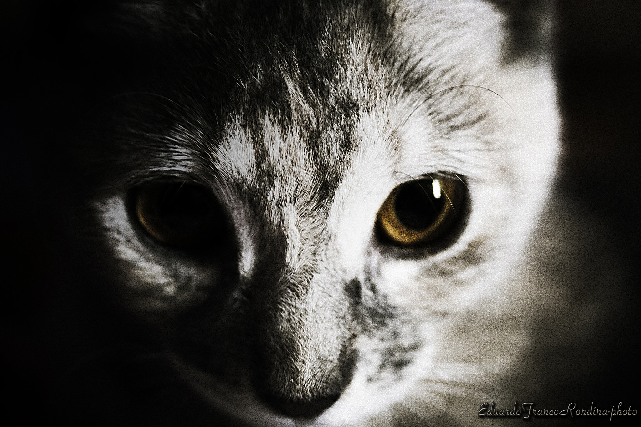 Canon EF-S 60mm F2.8 Macro USM sample photo. Gaze photography