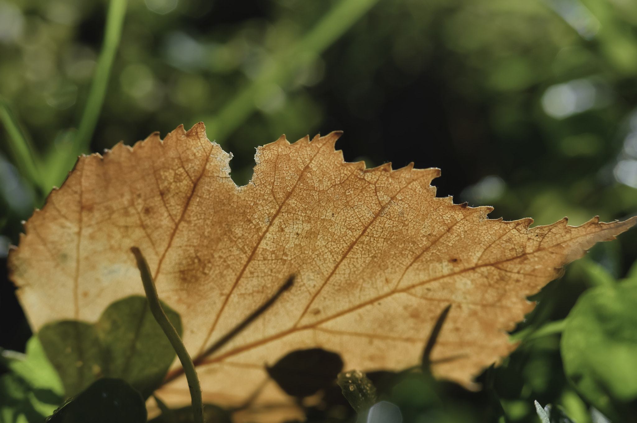 Nikon D3200 sample photo. An old leaf photography