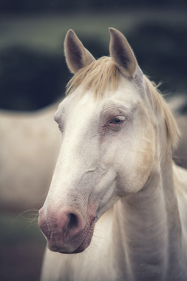 Sigma 70-200mm F2.8 EX DG Macro HSM II sample photo. Isabel lusitan horse photography