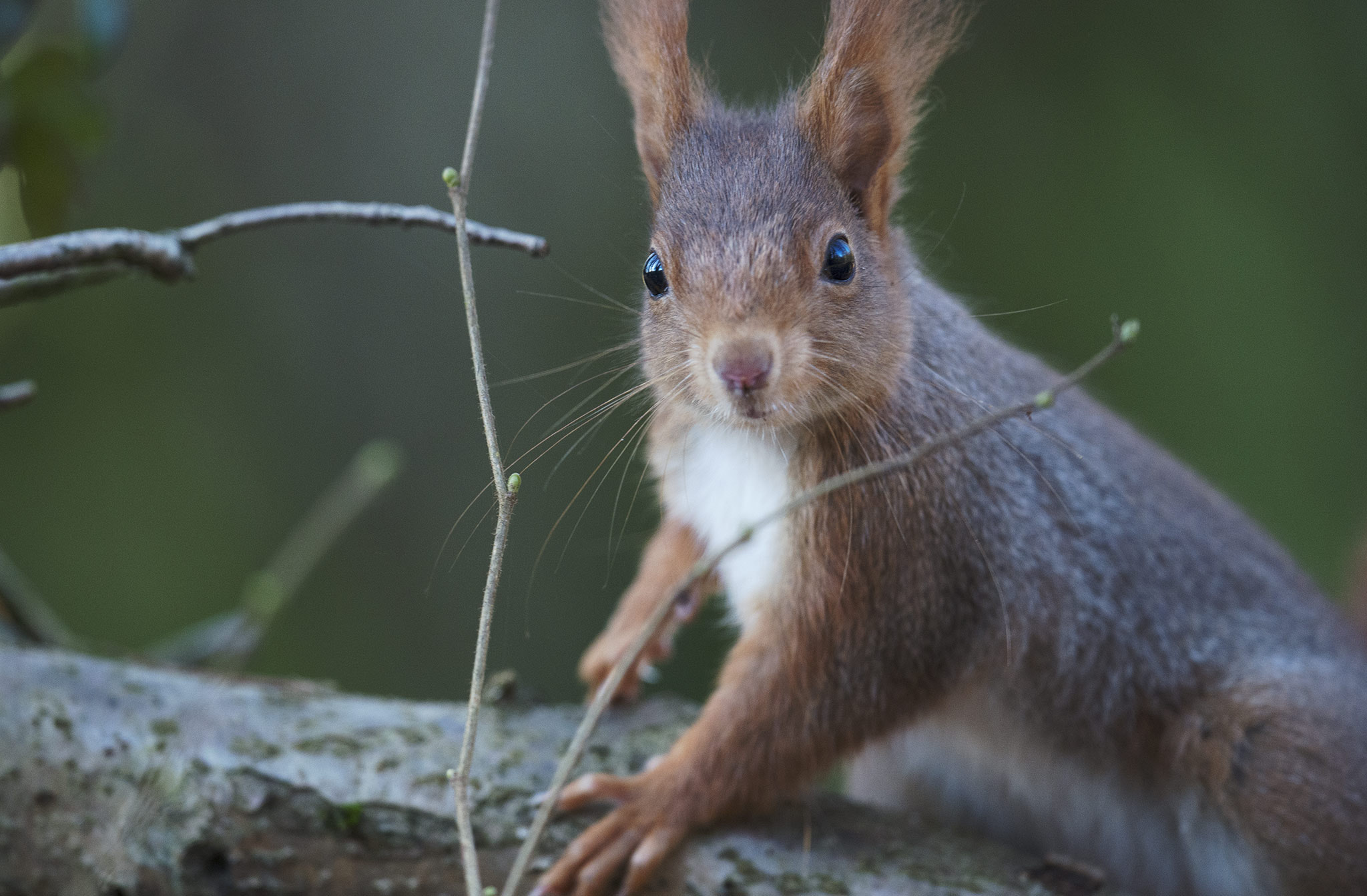 Nikon D800 + Nikon AF-S Nikkor 500mm F4E FL ED VR sample photo. Écureuil roux photography