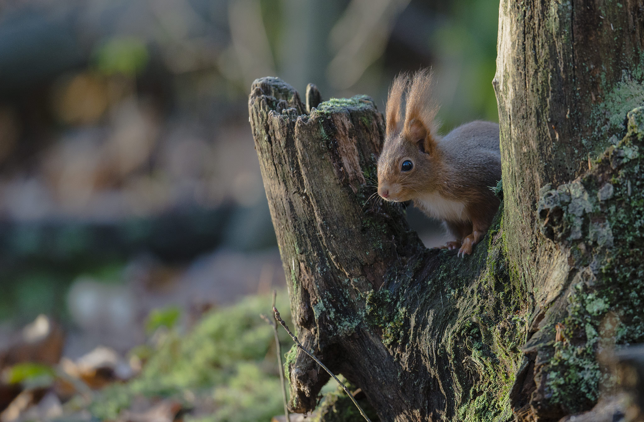 Nikon D800 + Nikon AF-S Nikkor 500mm F4E FL ED VR sample photo. Écureuil roux photography