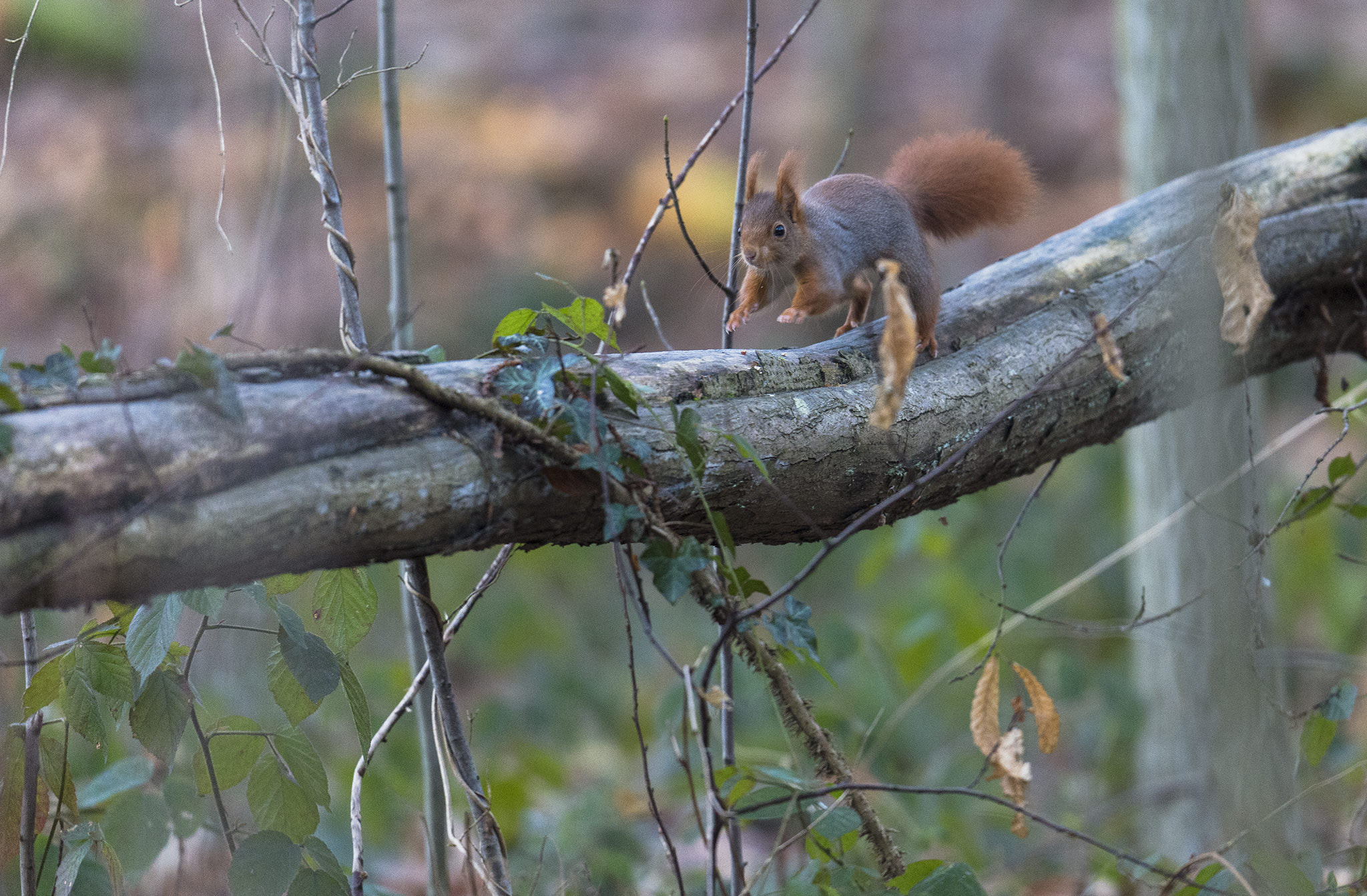 Nikon D800 + Nikon AF-S Nikkor 500mm F4E FL ED VR sample photo. Écureuil roux photography