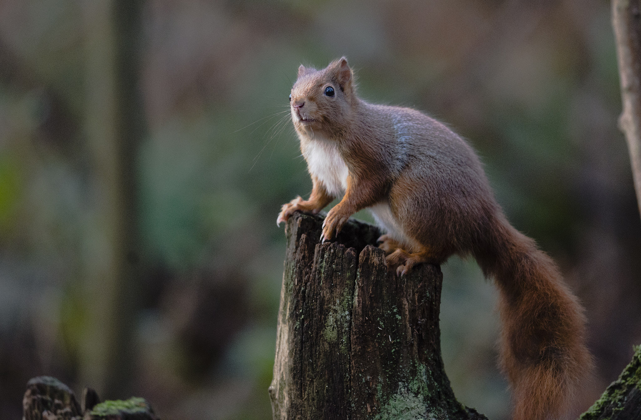 Nikon D800 + Nikon AF-S Nikkor 500mm F4E FL ED VR sample photo. Écureuil roux photography