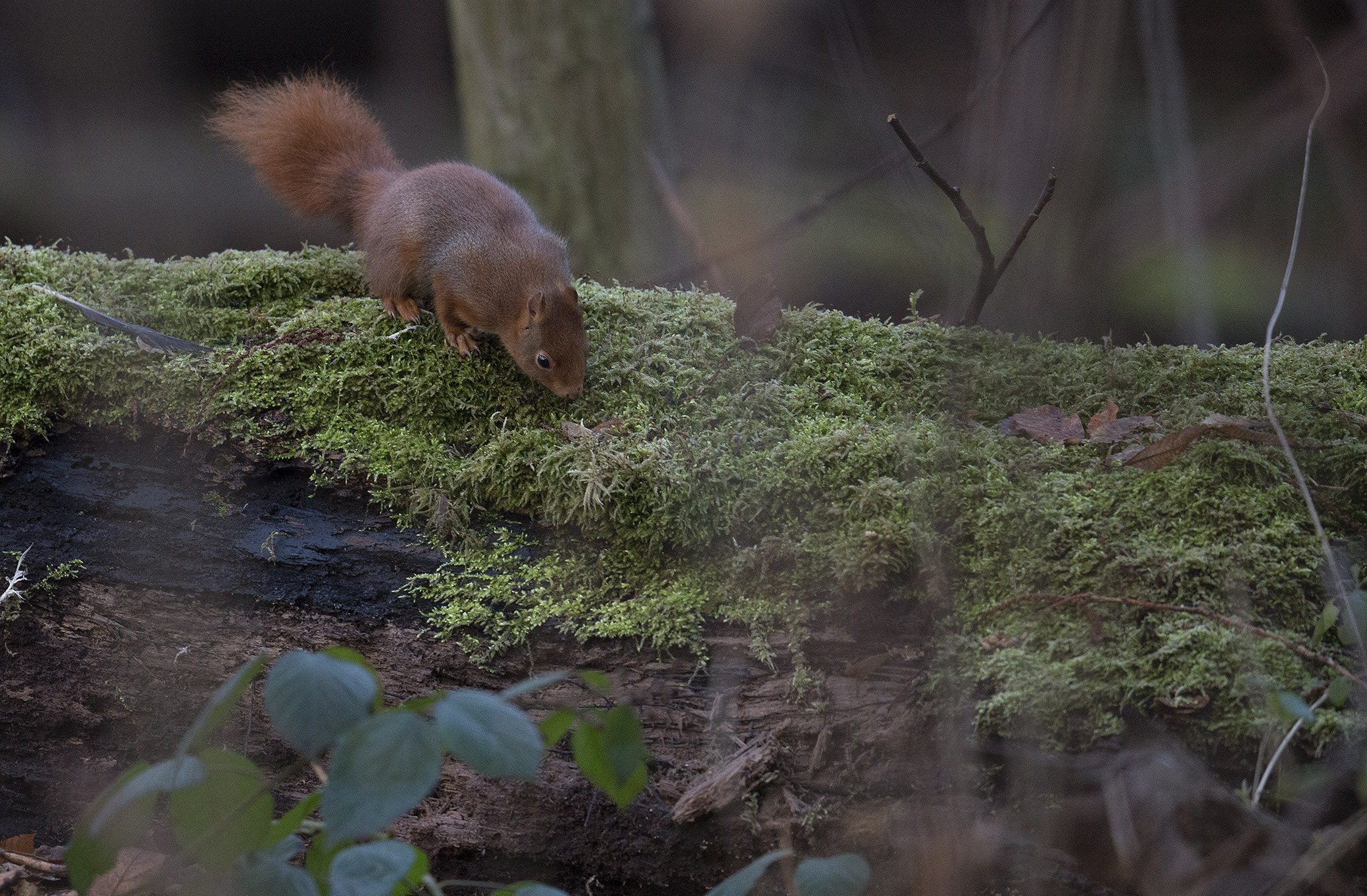 Nikon D800 + Nikon AF-S Nikkor 500mm F4E FL ED VR sample photo. Écureuil roux photography