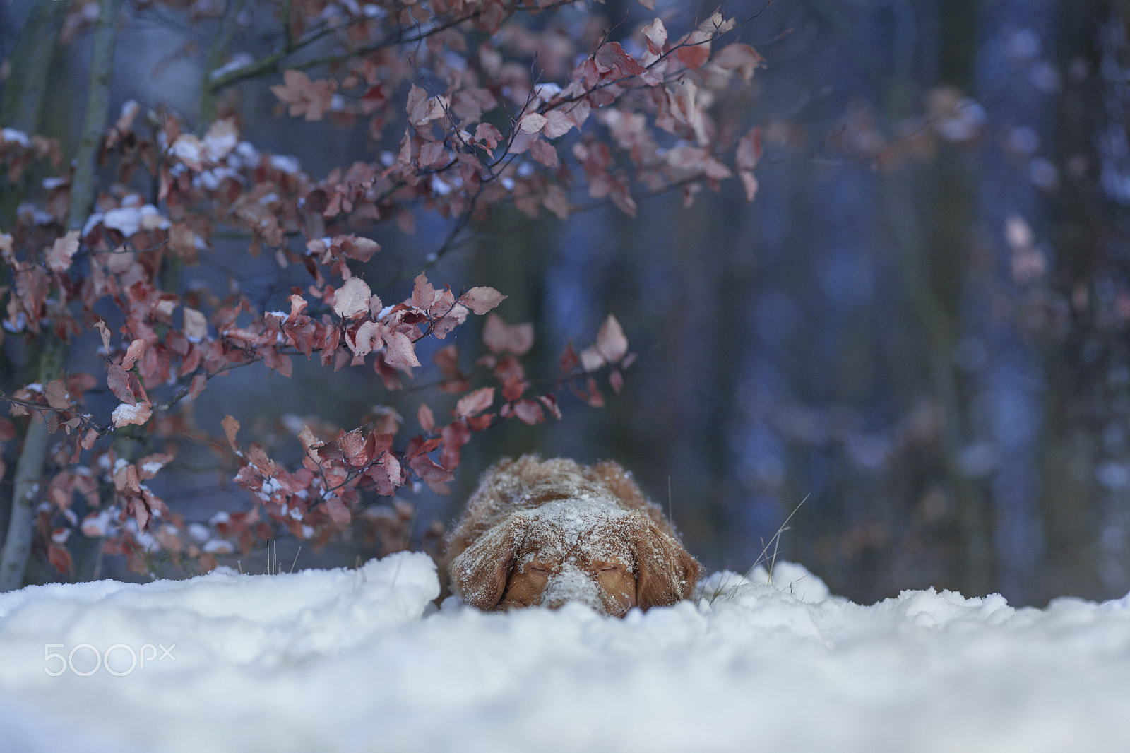 Canon EOS 5D + Canon EF 135mm F2L USM sample photo. Ready to winter sleep photography
