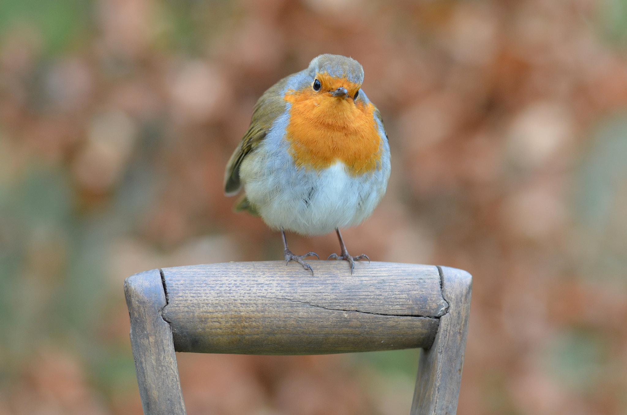 Sigma 105mm F2.8 EX DG OS HSM sample photo. Robin red-breast  photography