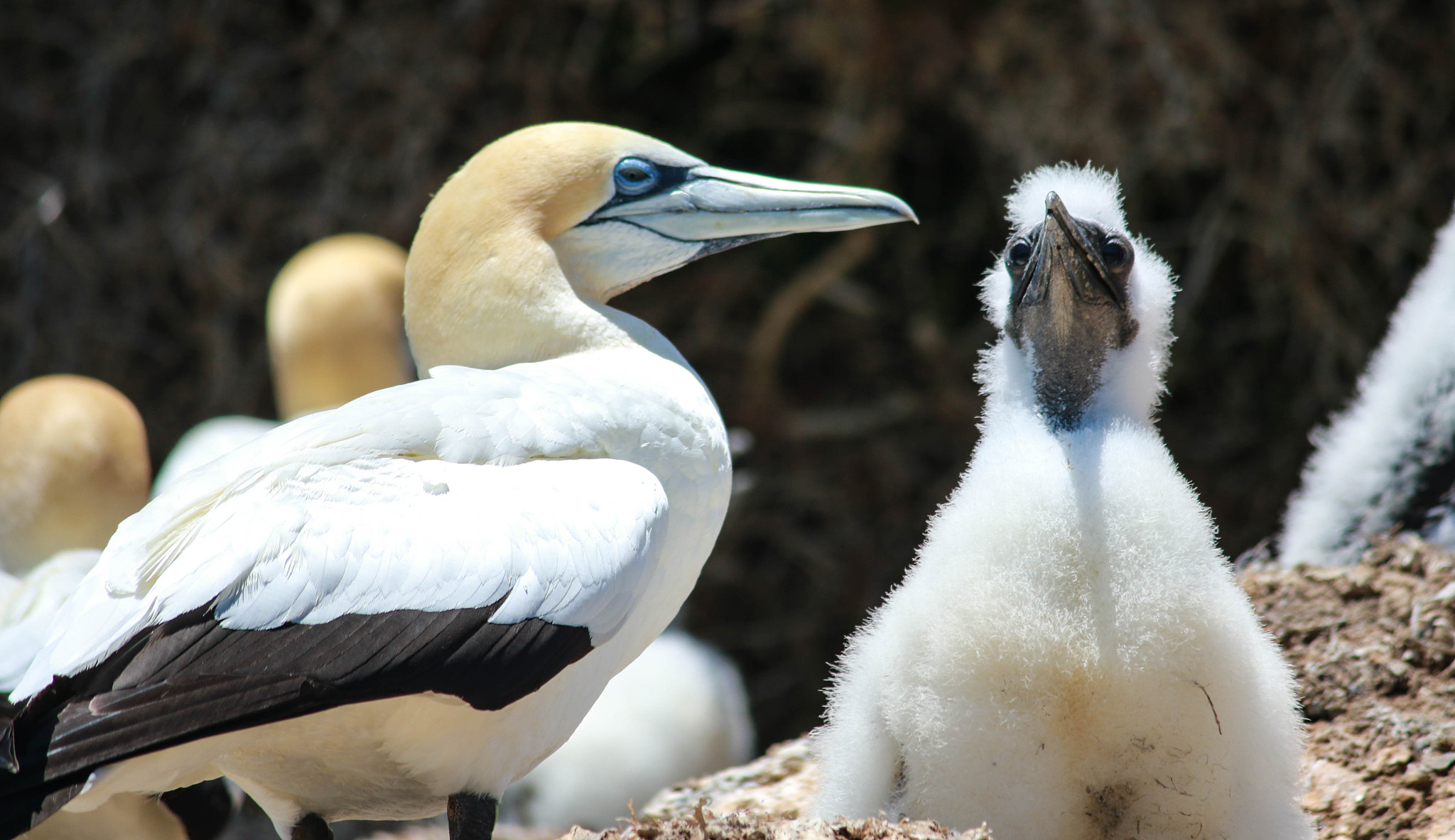Canon EF-S 55-250mm F4-5.6 IS II sample photo. Parent and chick photography