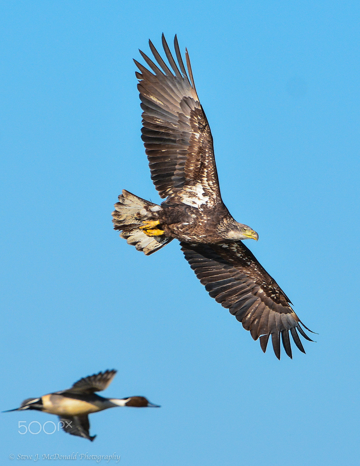 Nikon AF-S Nikkor 200-400mm F4G ED-IF VR sample photo. Juvenile bald eagle on the hunt photography
