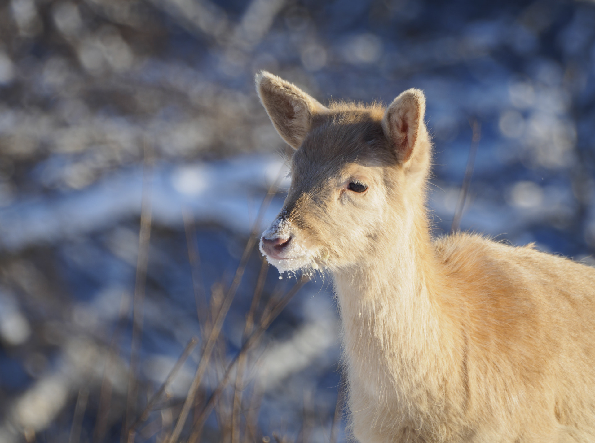 Olympus Zuiko Digital ED 70-300mm F4.0-5.6 sample photo. ~ little white fawn ~ photography
