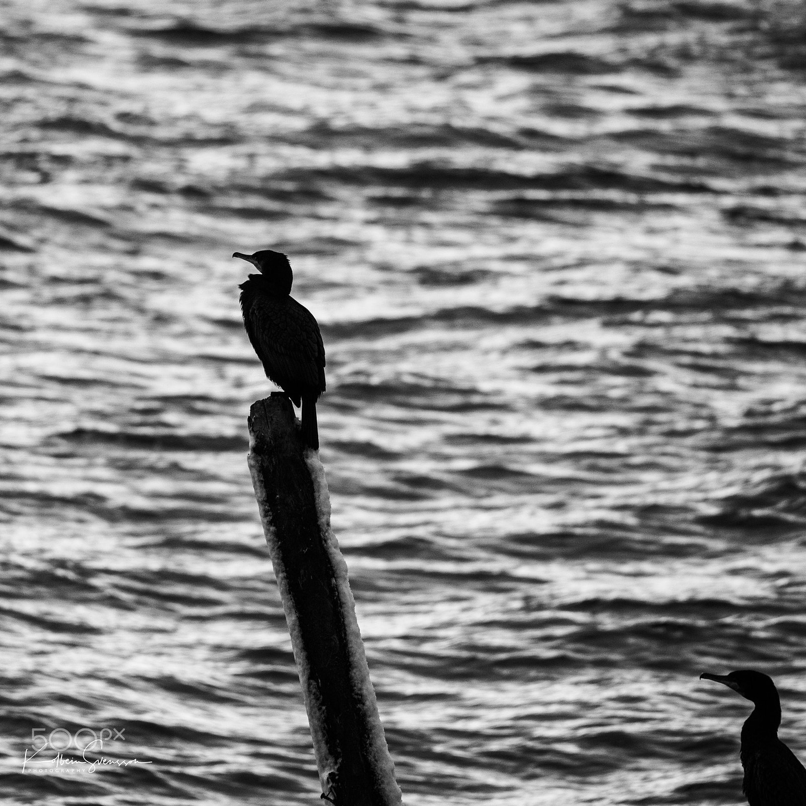 Sigma 150-500mm F5-6.3 DG OS HSM sample photo. Sitting still photography