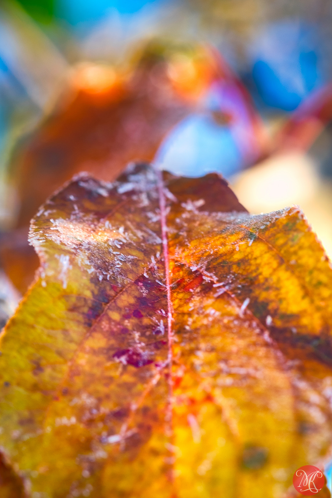 Fujifilm X-T1 + Fujifilm XF 60mm F2.4 R Macro sample photo. Fall splendor 3 photography