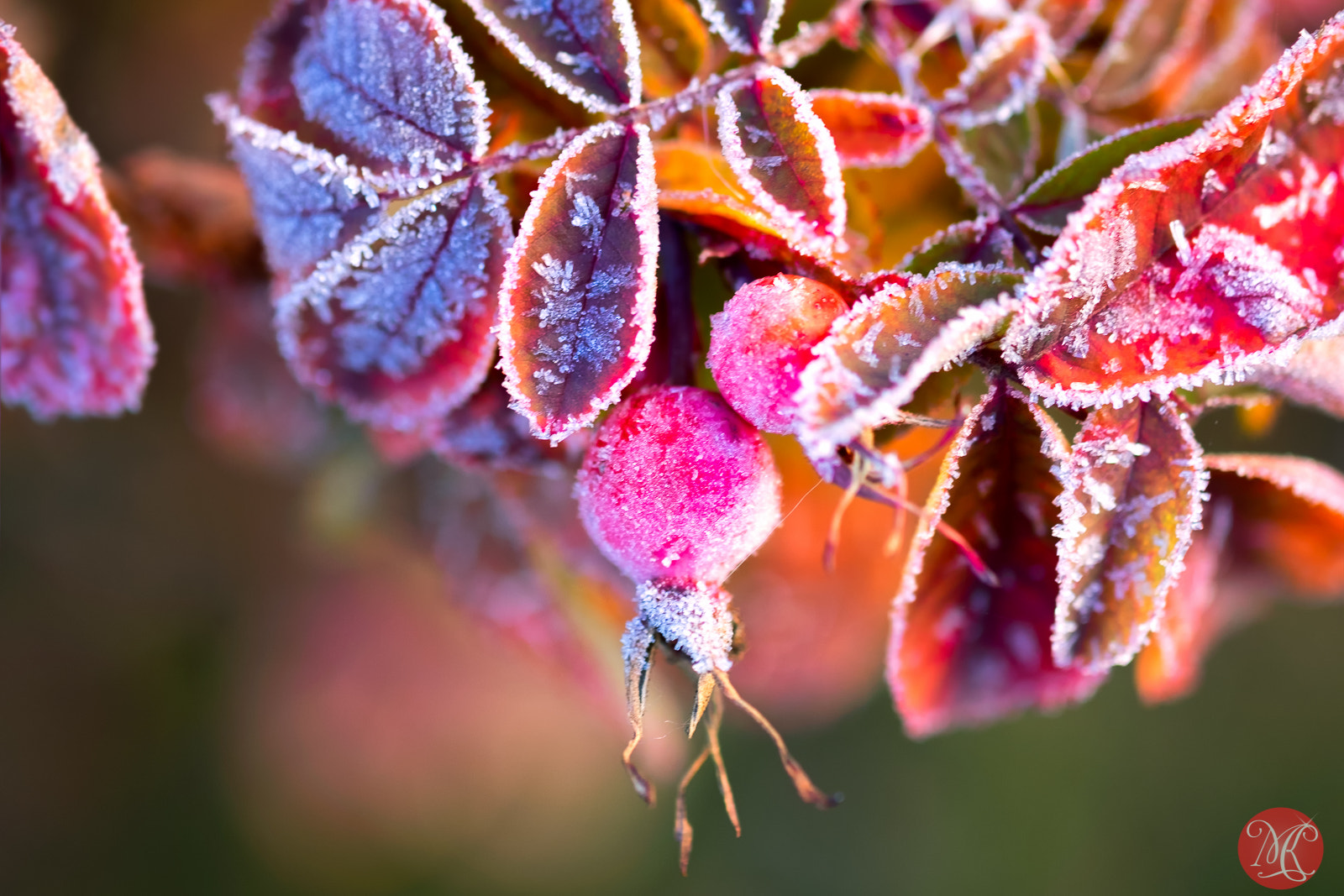Fujifilm X-T1 + Fujifilm XF 60mm F2.4 R Macro sample photo. Fall splendor 2 photography