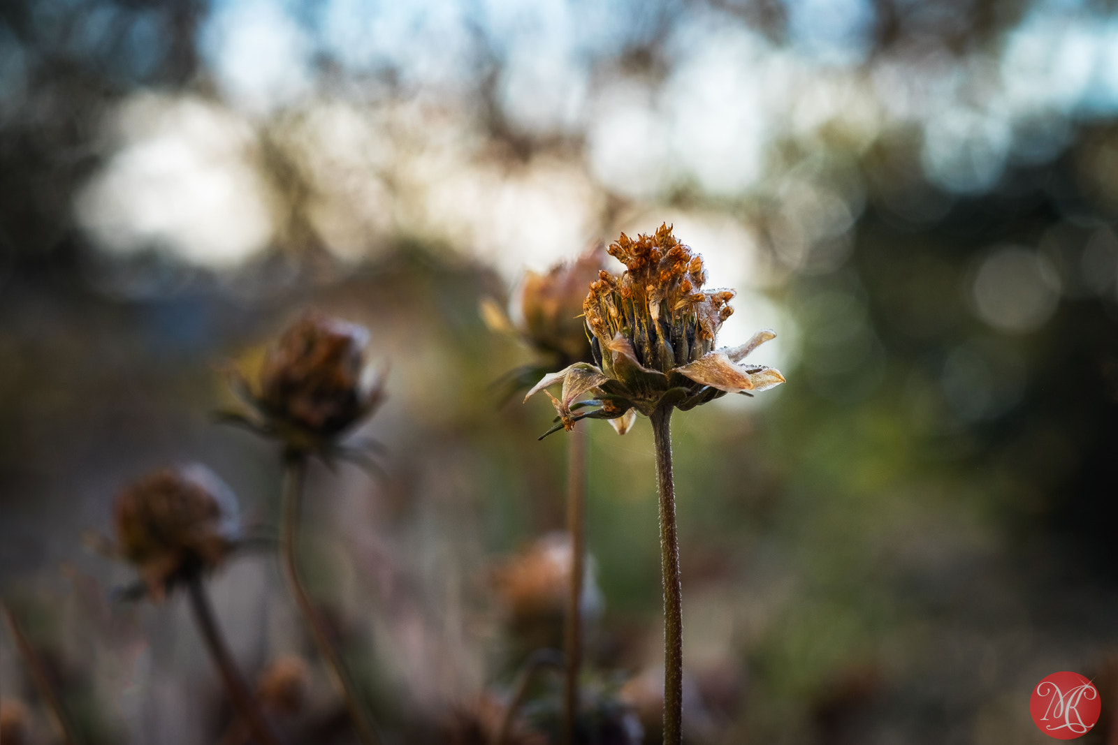 Fujifilm X-T1 sample photo. Garden in fall photography