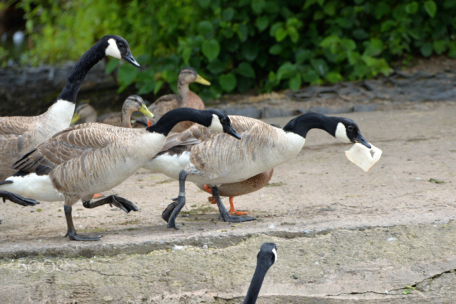 Nikon D610 sample photo. Geese chasing bread. photography