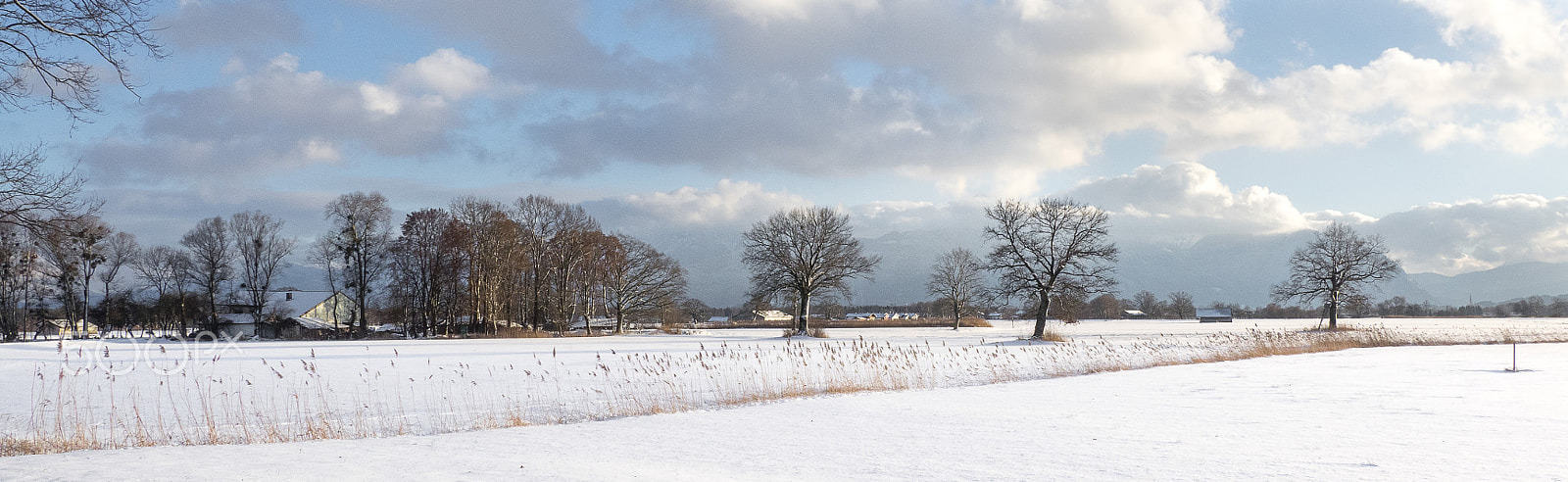 Olympus OM-D E-M1 + Olympus M.Zuiko Digital ED 12-100mm F4.0 IS Pro sample photo. Snow and trees photography