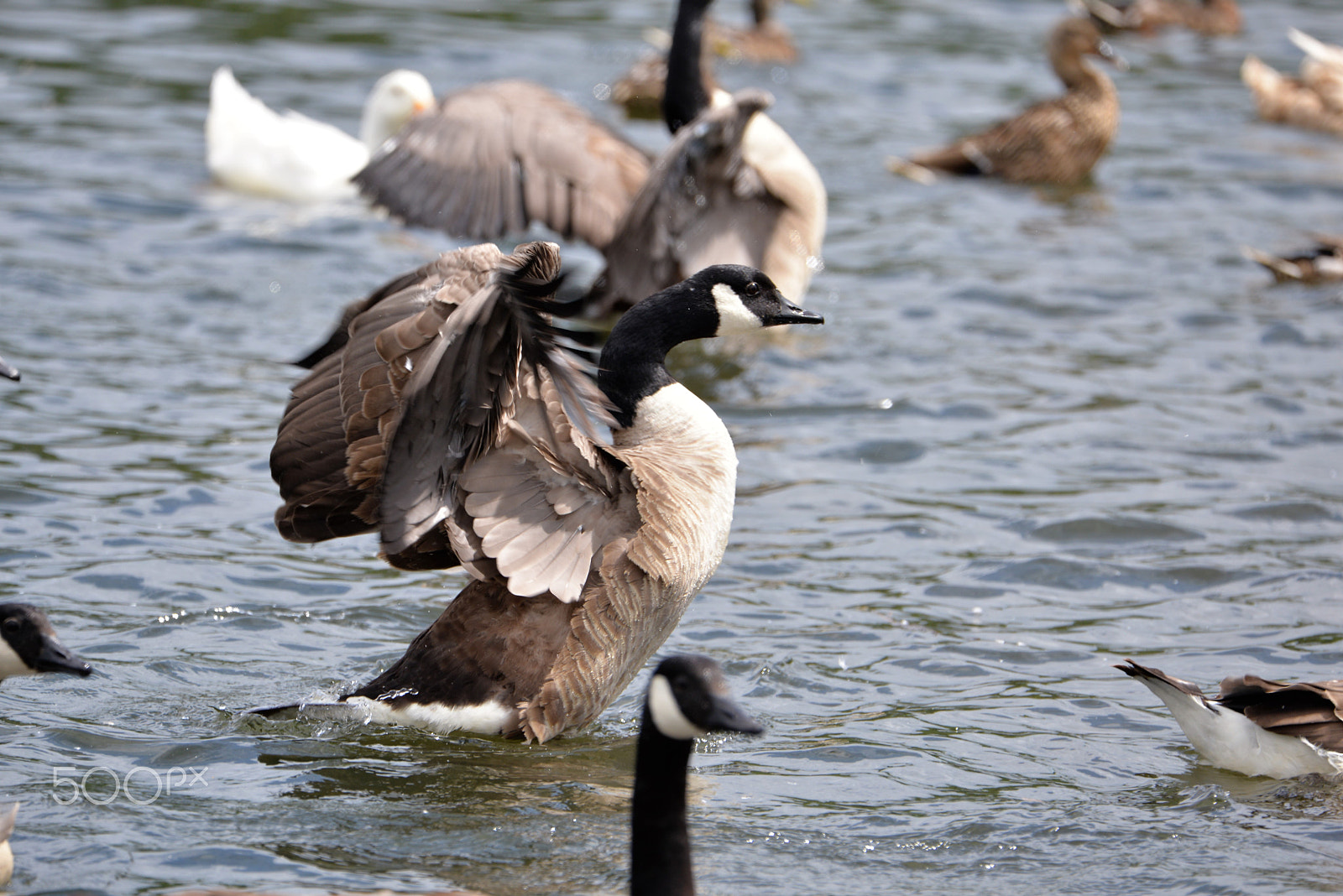 Nikon D610 + Tamron SP 150-600mm F5-6.3 Di VC USD sample photo. Flapping geese. photography