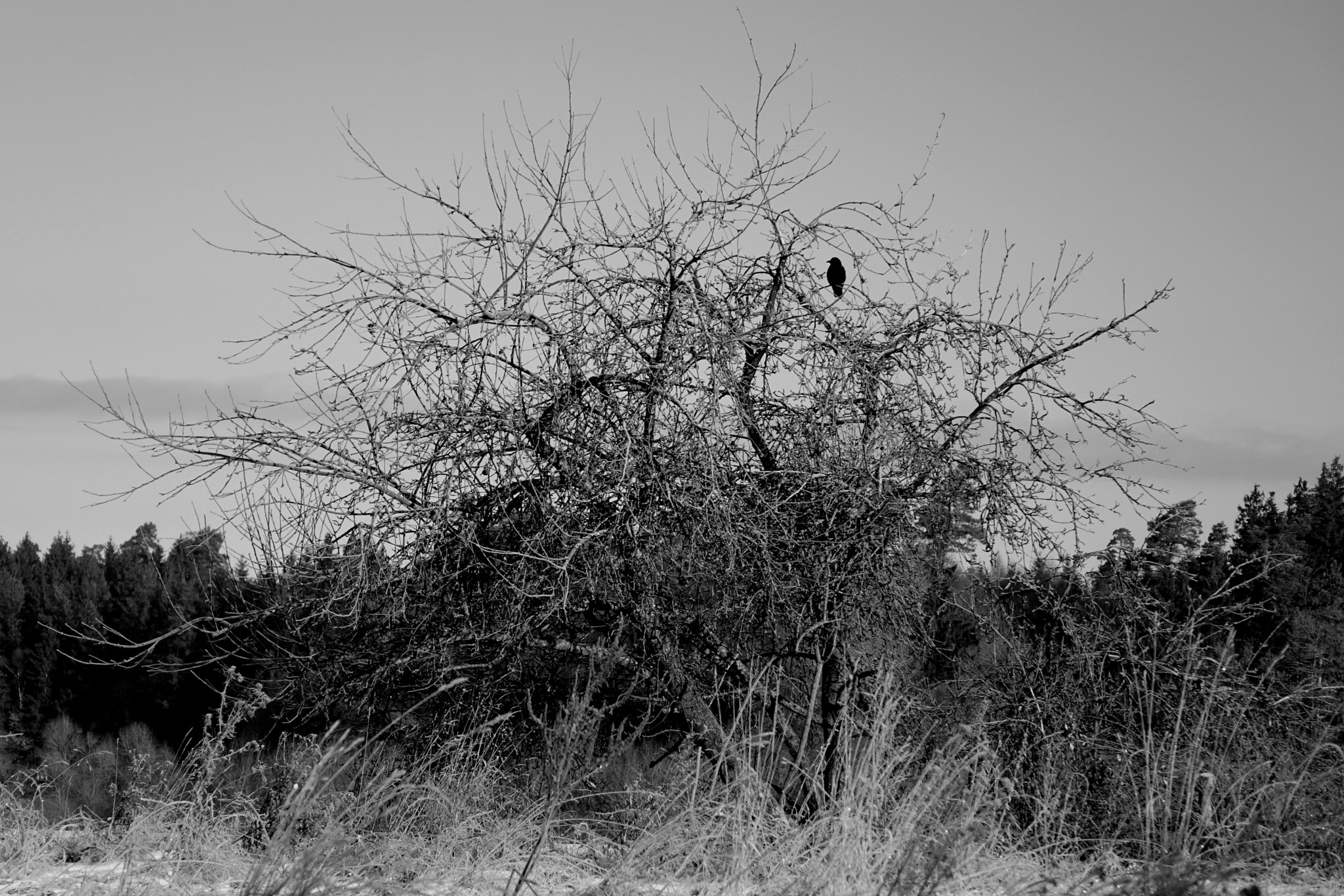 Sony Cyber-shot DSC-RX10 + Sony 24-200mm F2.8 sample photo. Bird in black photography