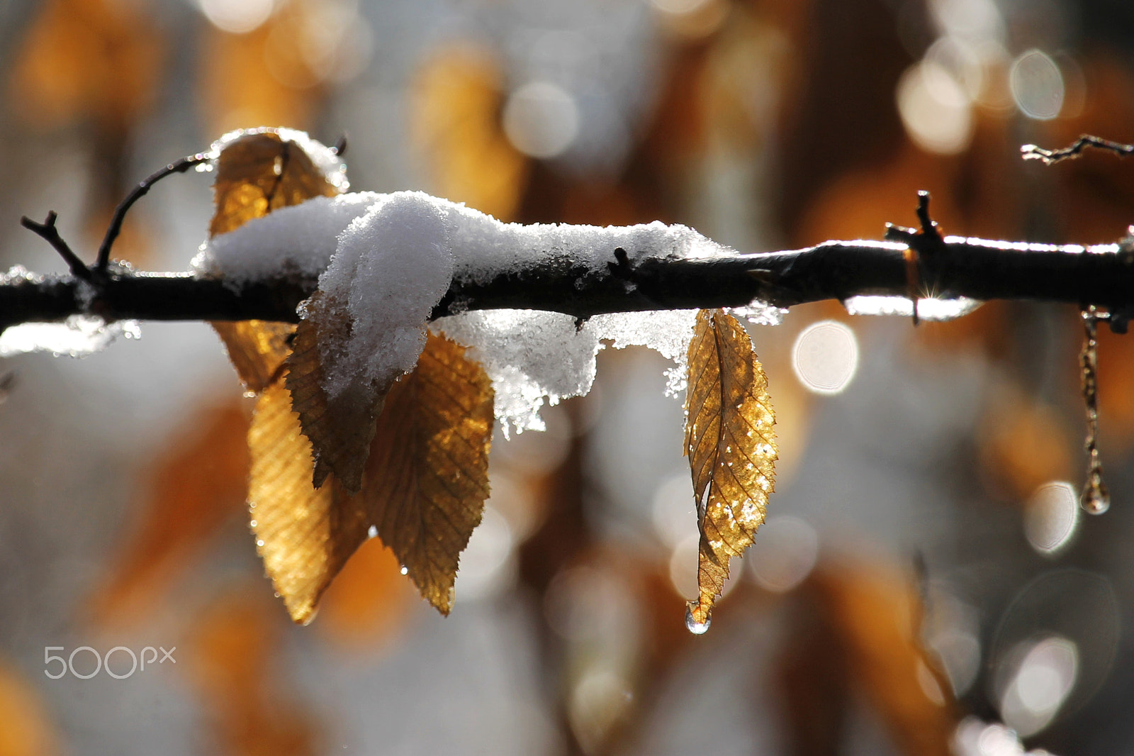 Canon EF-S 55-250mm F4-5.6 IS STM sample photo. Snow & leaves photography