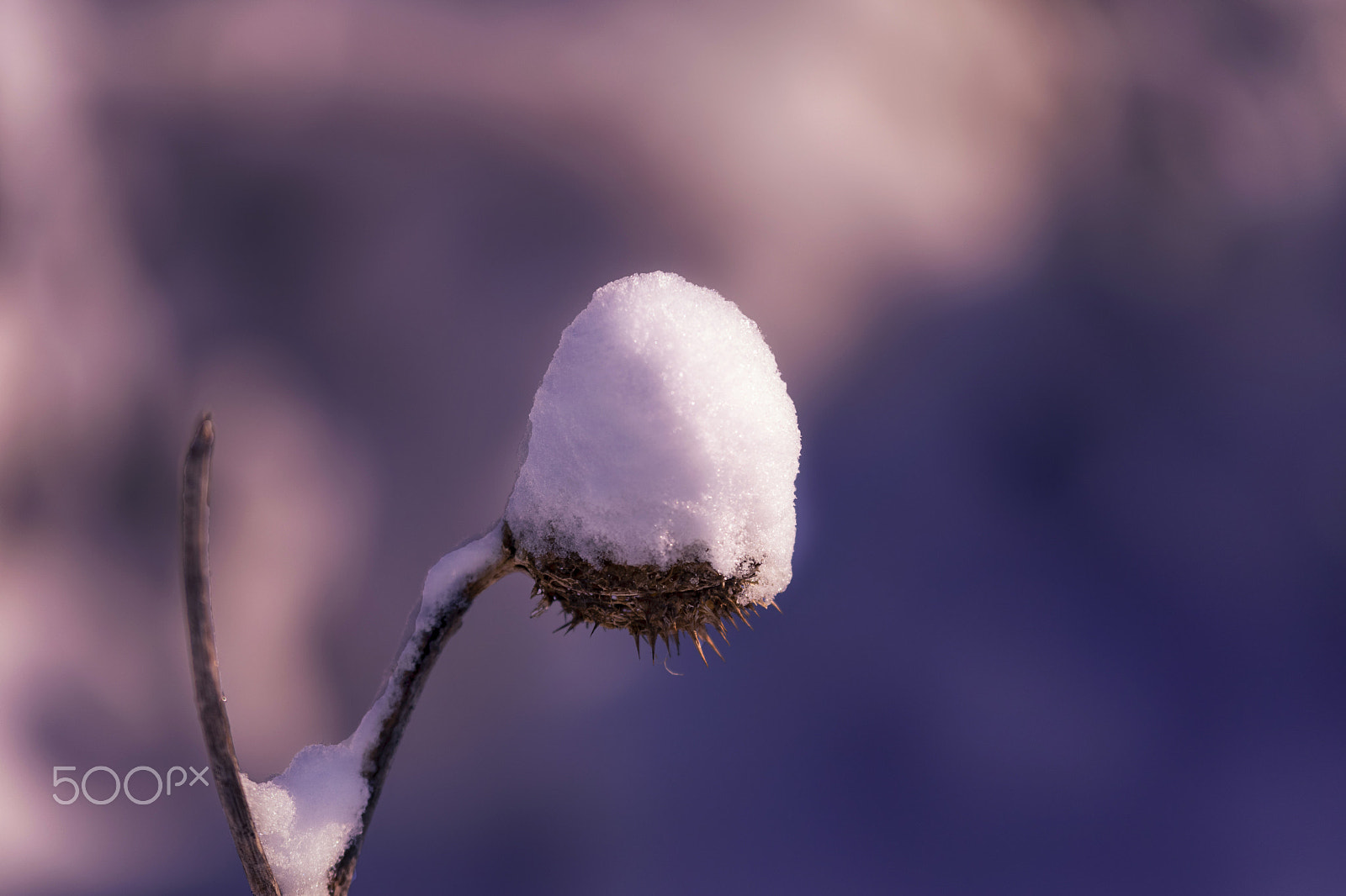 Sigma 50-150mm F2.8 EX APO DC OS HSM sample photo. Covered photography