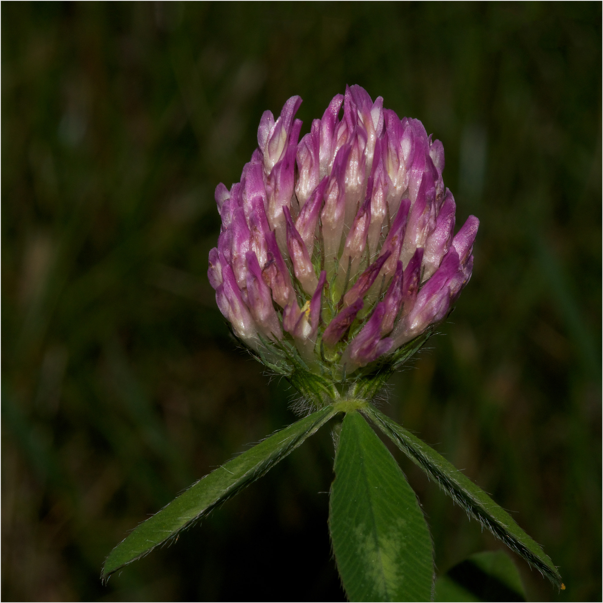 Sony SLT-A55 (SLT-A55V) + Sony 100mm F2.8 Macro sample photo. Just clover photography