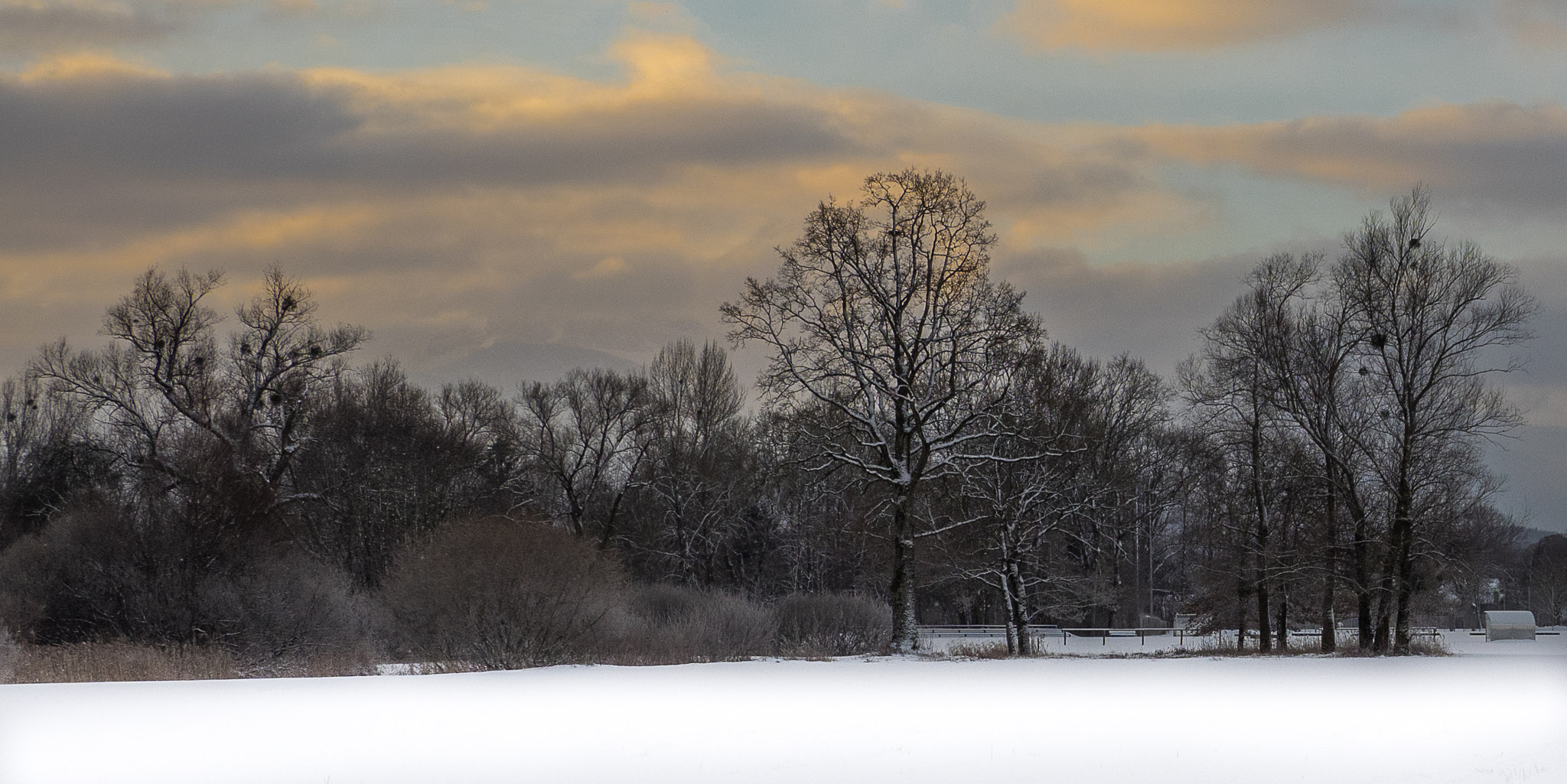 Olympus OM-D E-M1 + Olympus M.Zuiko Digital ED 12-100mm F4.0 IS Pro sample photo. Trees, bushes and snow photography