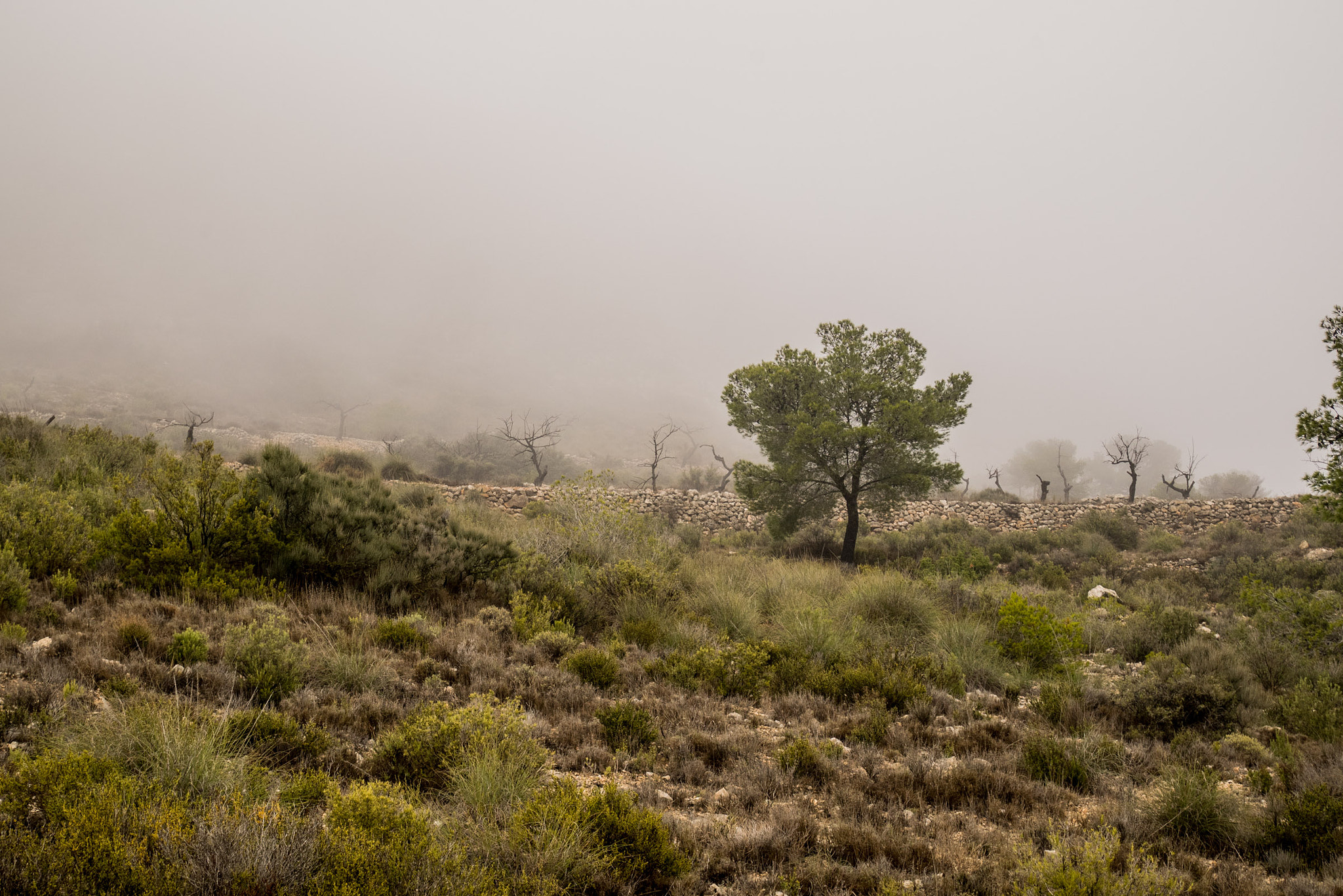 Panasonic Lumix DMC-GM1 sample photo. Fog in spain photography