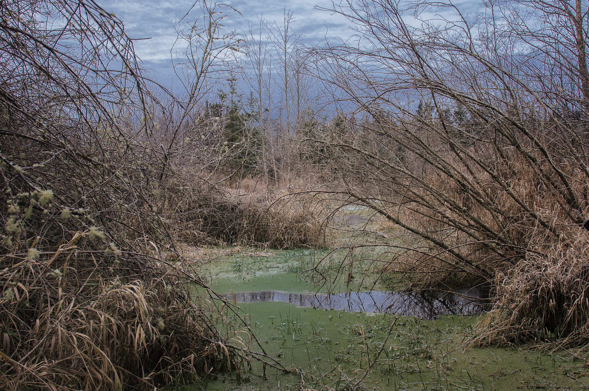 Nikon AF-S Nikkor 24-120mm F4G ED VR sample photo. Muted colors of winter photography