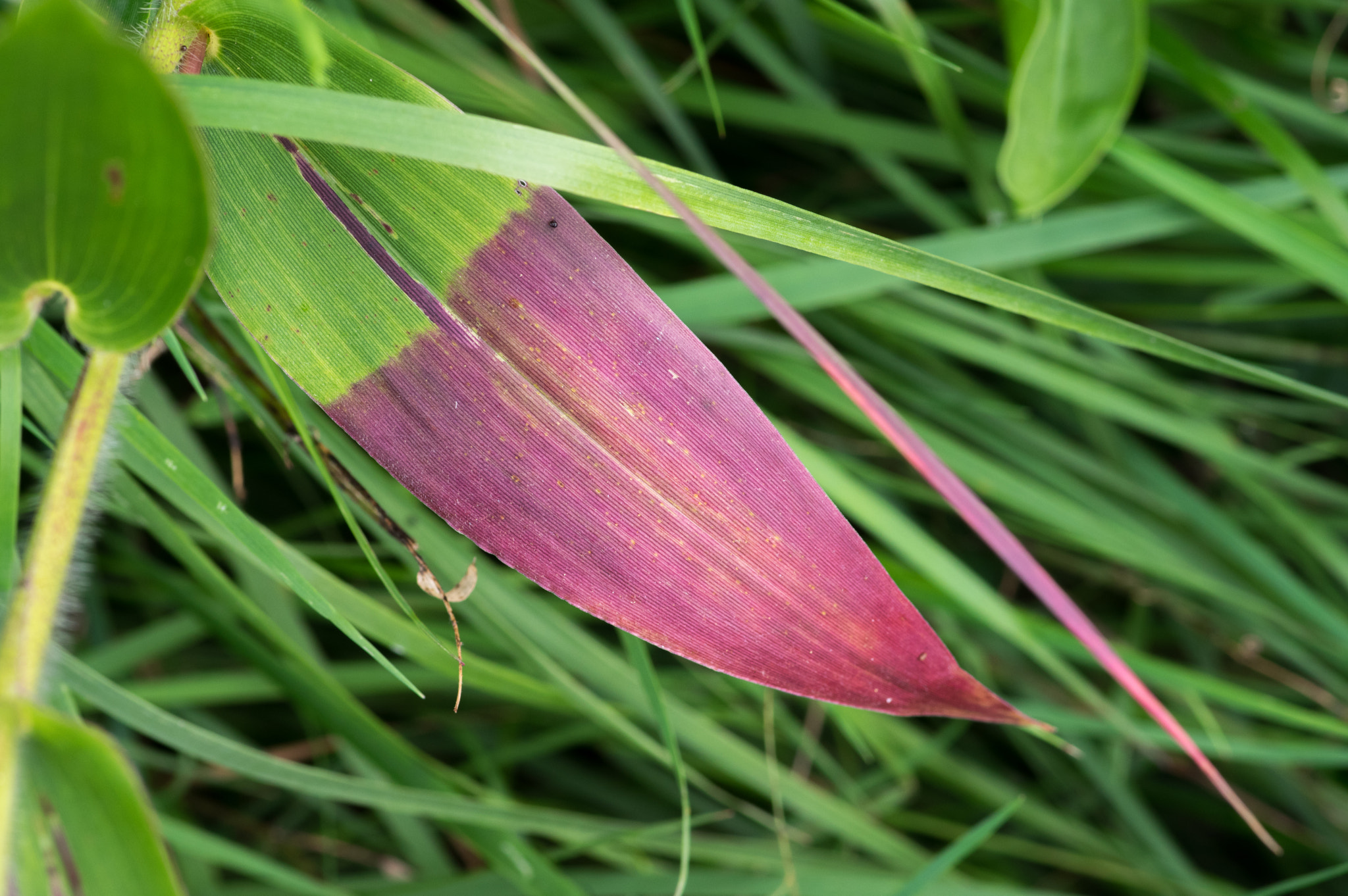 Pentax smc D-FA 100mm F2.8 Macro WR sample photo. Green with purple photography