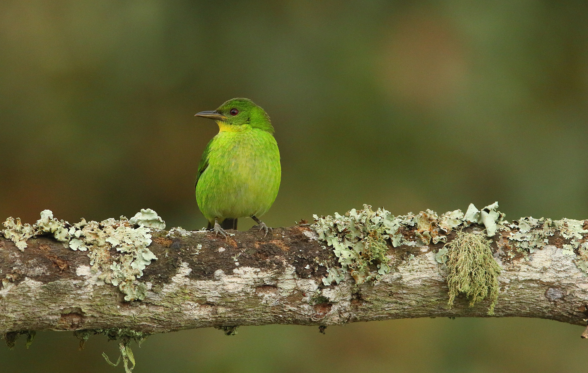 Canon EF 300mm F2.8L IS USM sample photo. Green honeycreeper female, chlorophanes spiza photography