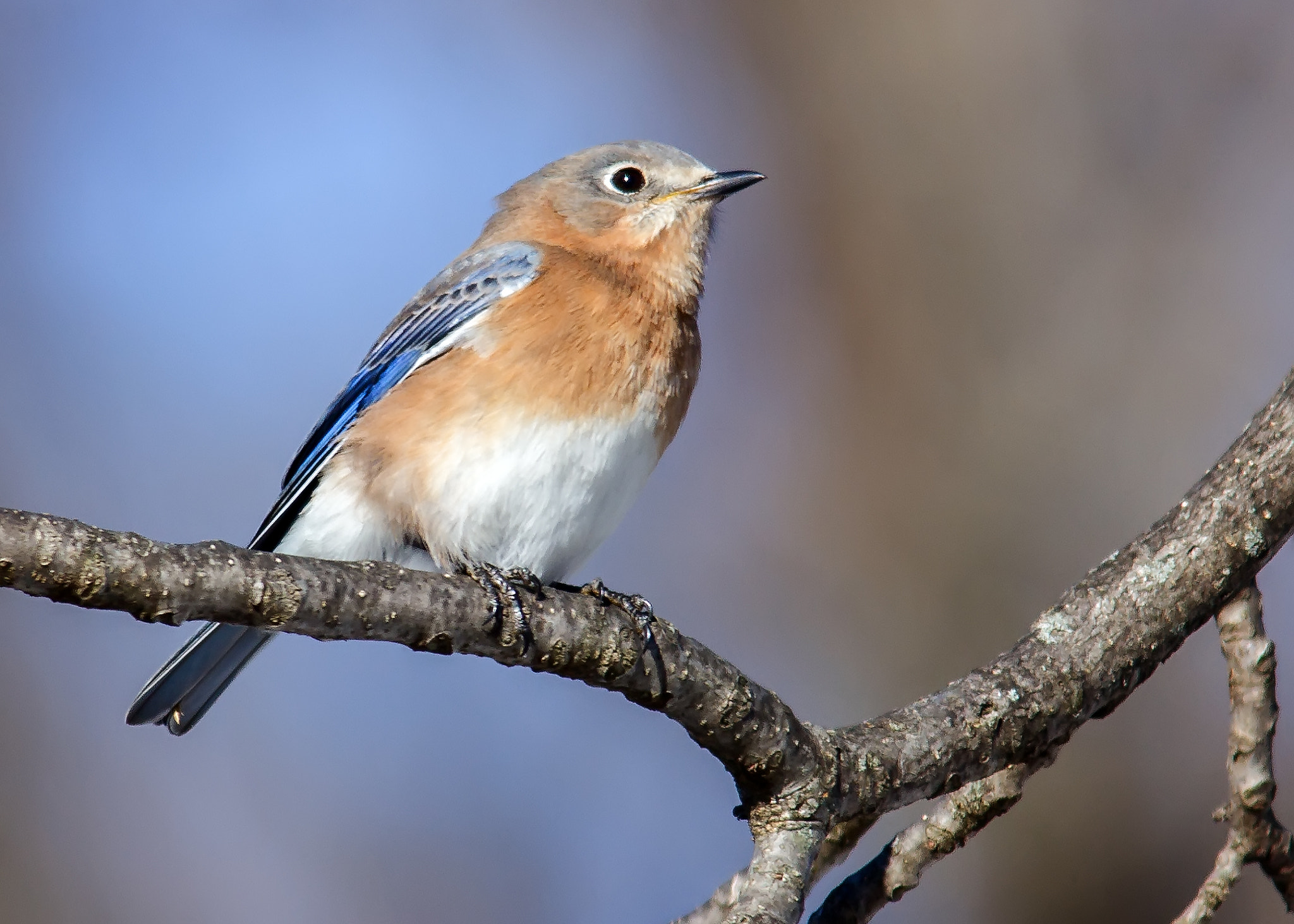 Sigma 150-500mm F5-6.3 DG OS HSM sample photo. Eastern bluebird photography