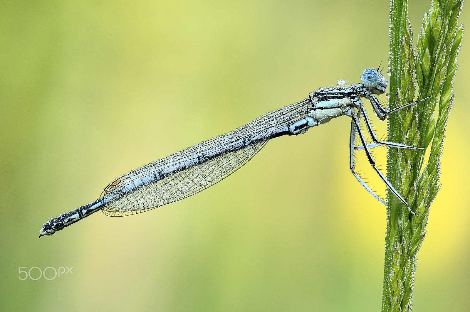 Nikon D300 + Sigma 150mm F2.8 EX DG Macro HSM sample photo. Little dragonfly photography