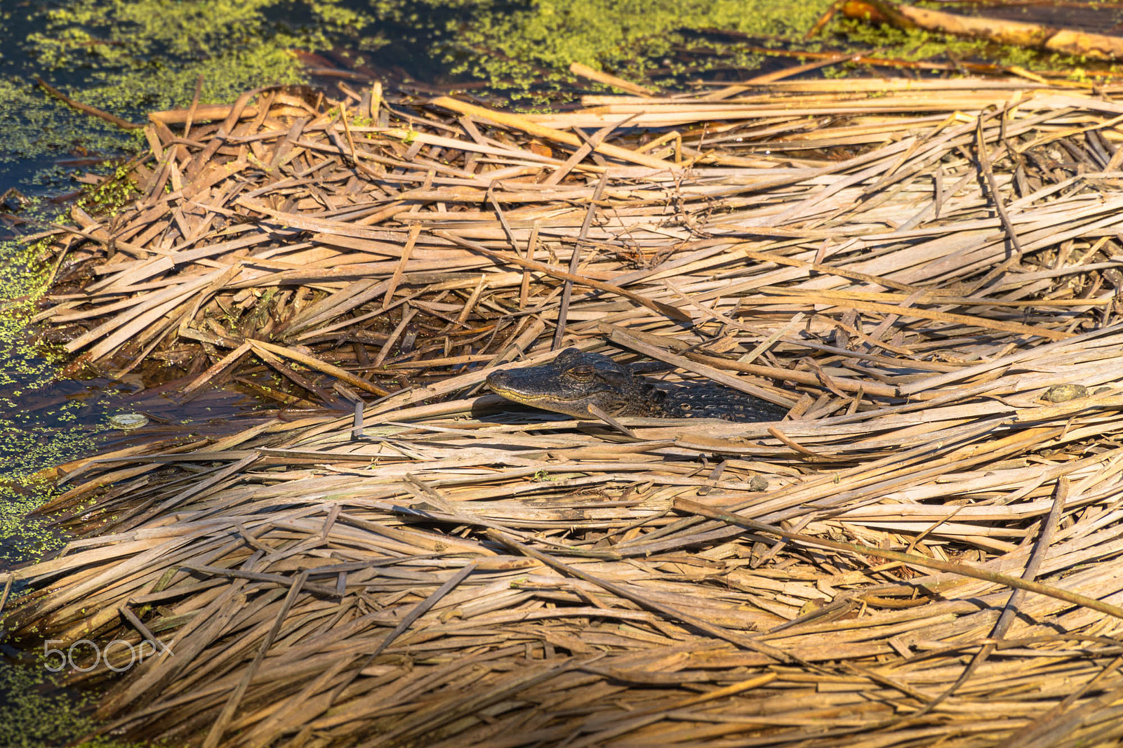 Sony E PZ 18-105mm F4 G OSS sample photo. Chilling gator photography