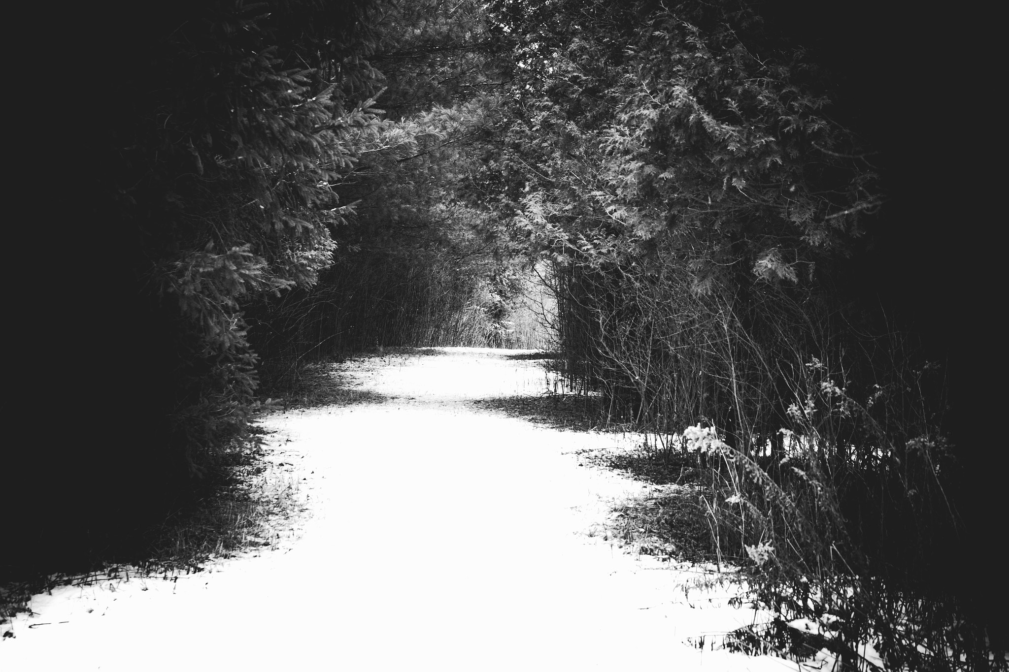 Nikon D7100 + Sigma 24-105mm F4 DG OS HSM Art sample photo. Taking the path less travelled..... photography
