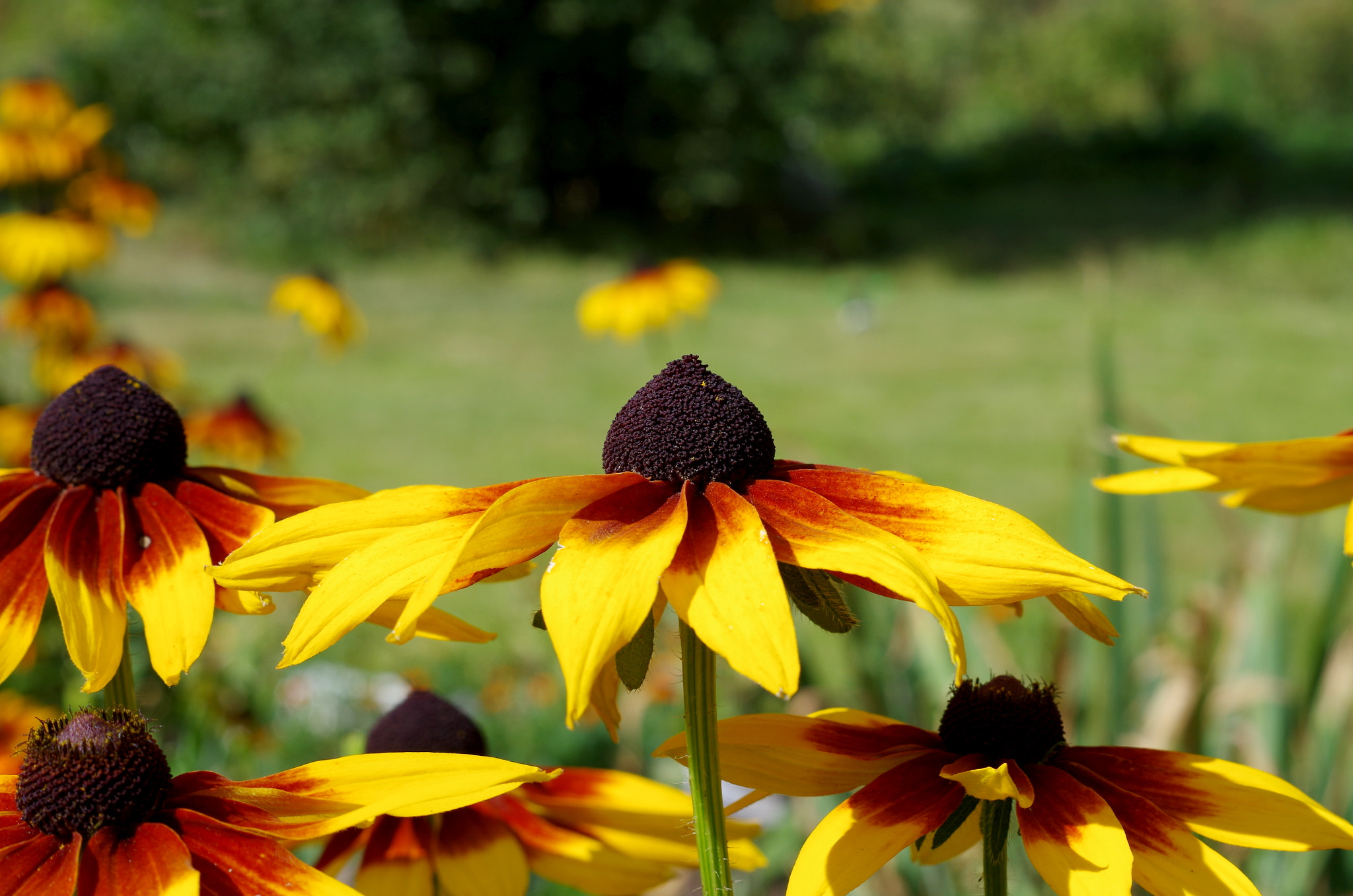 Pentax K-50 + Pentax smc DA 50mm F1.8 sample photo. Summer flowers photography