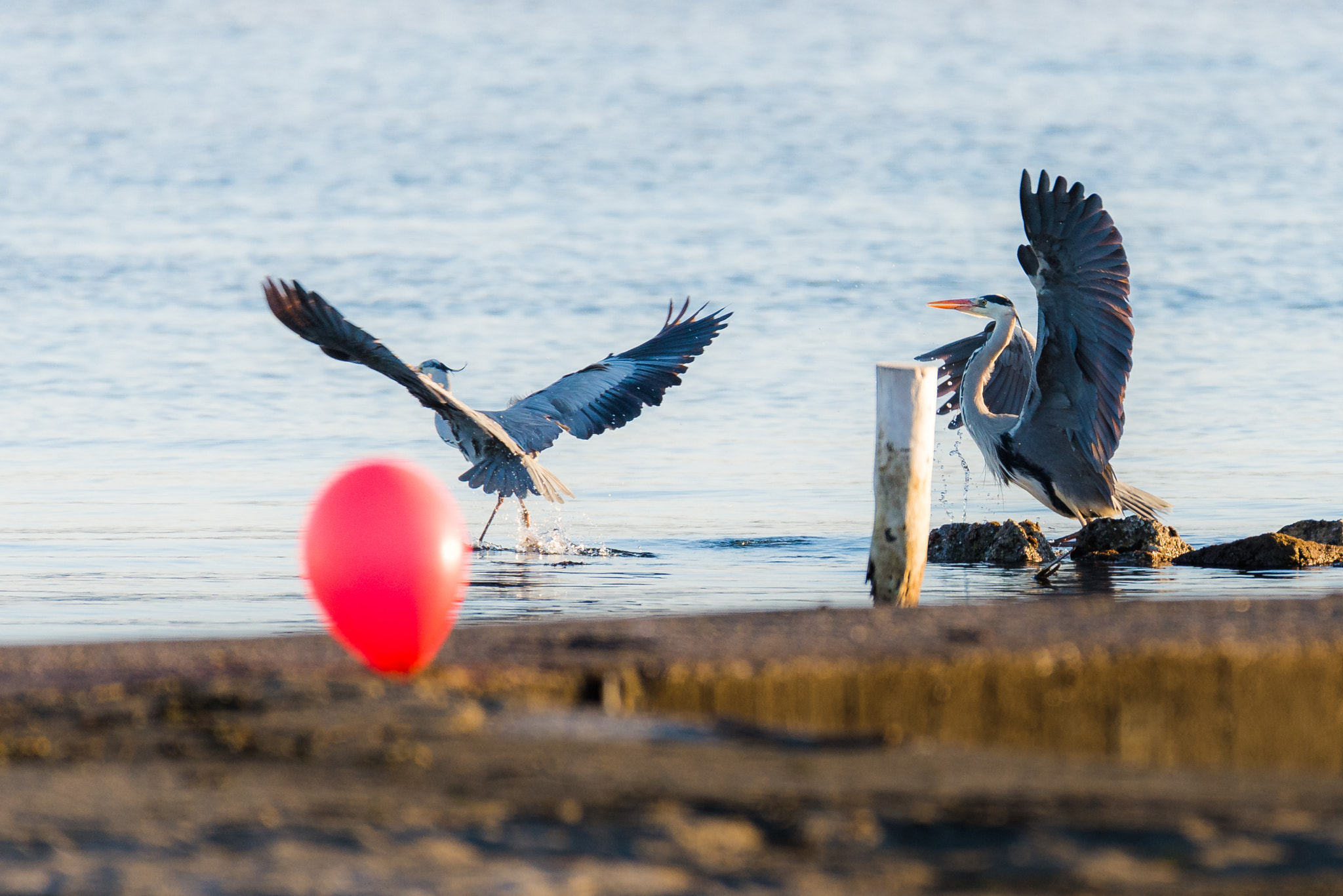 Nikon AF-S Nikkor 200-500mm F5.6E ED VR sample photo. Go away photography