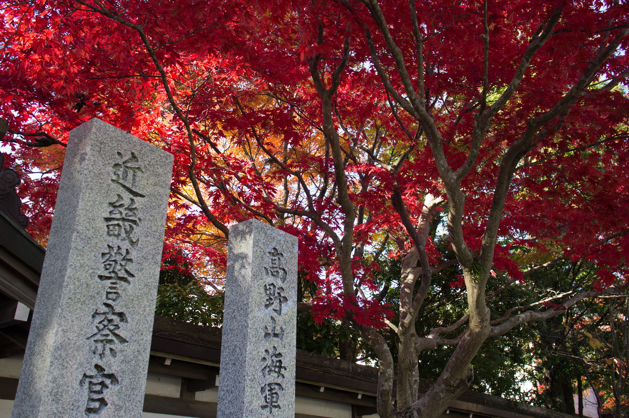Sony Sonnar T* E 24mm F1.8 ZA sample photo. Fall tree and stones photography