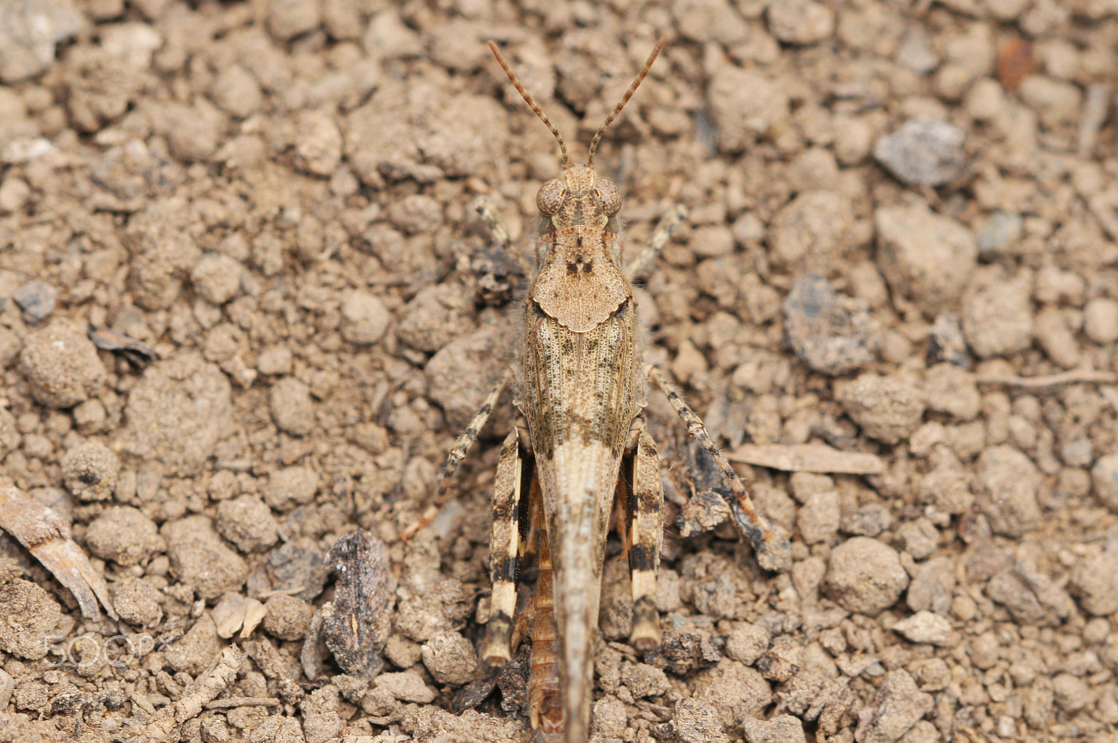 Nikon D300 + Nikon AF Micro-Nikkor 200mm F4D ED-IF sample photo. Trying to blend in photography