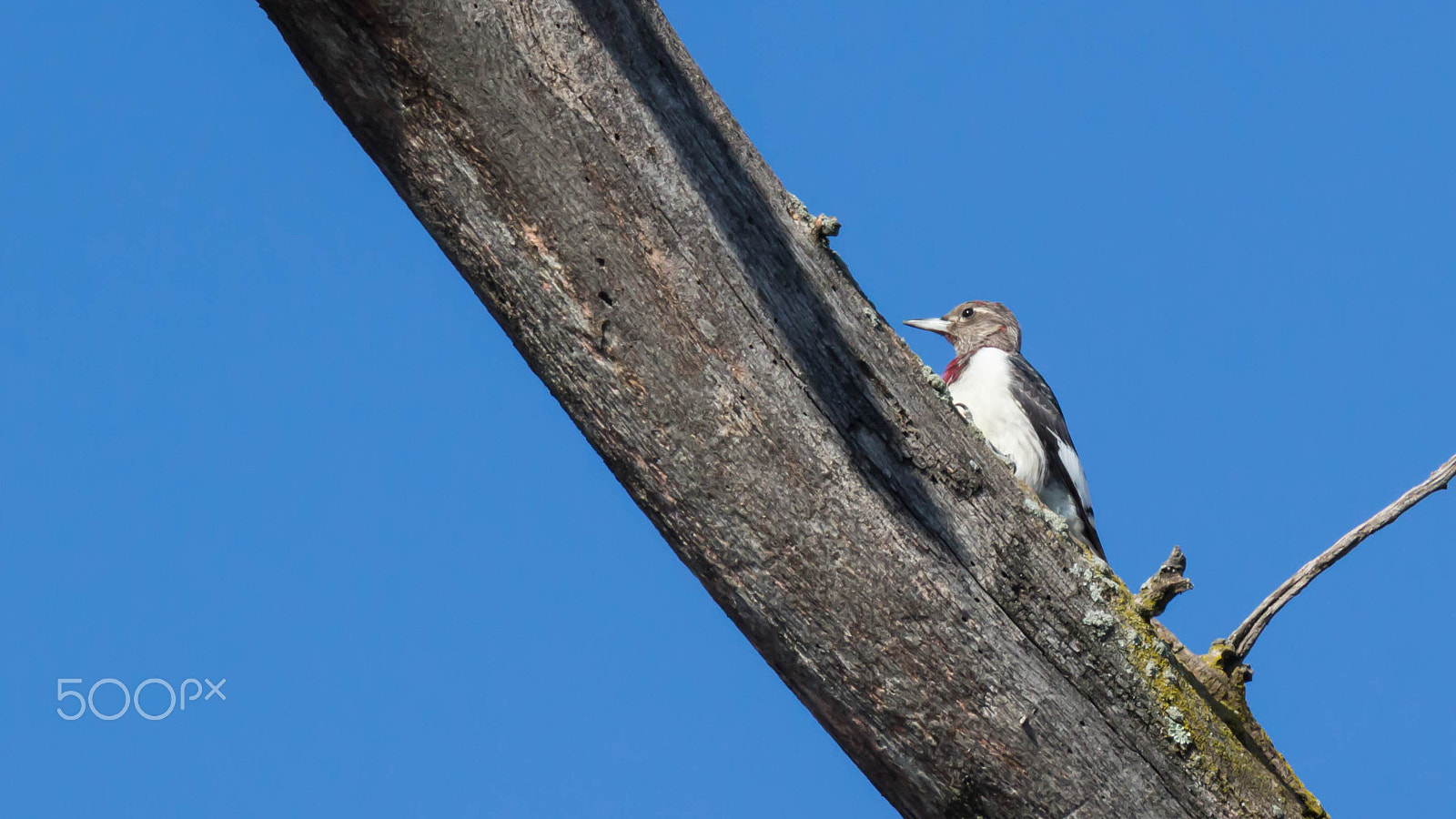 Canon EOS 100D (EOS Rebel SL1 / EOS Kiss X7) sample photo. Red headed woodpecker (juvenile) photography
