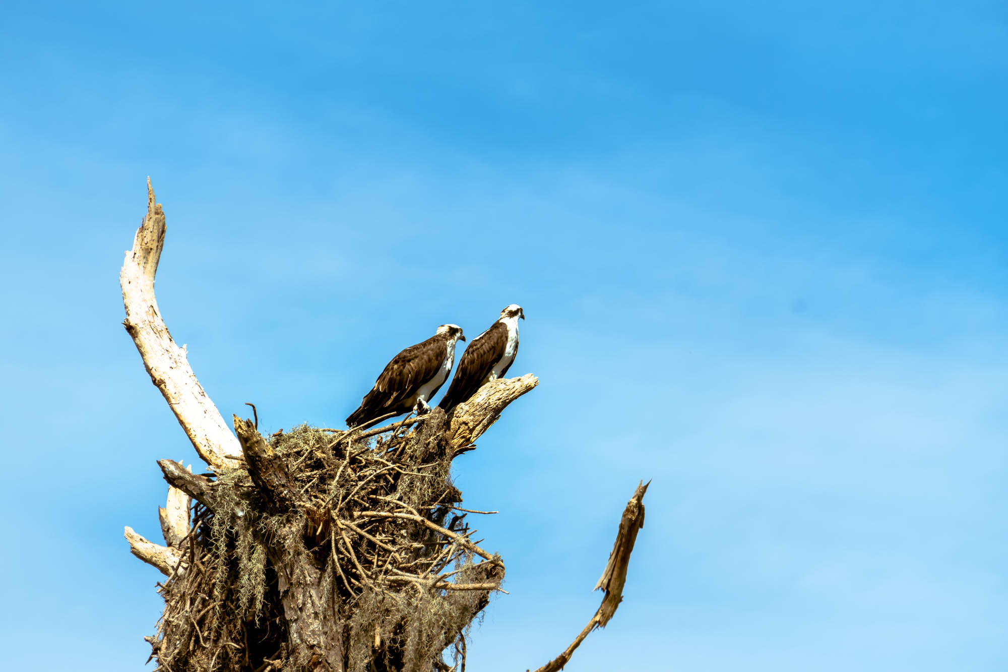 Sony E 55-210mm F4.5-6.3 OSS sample photo. The nest photography