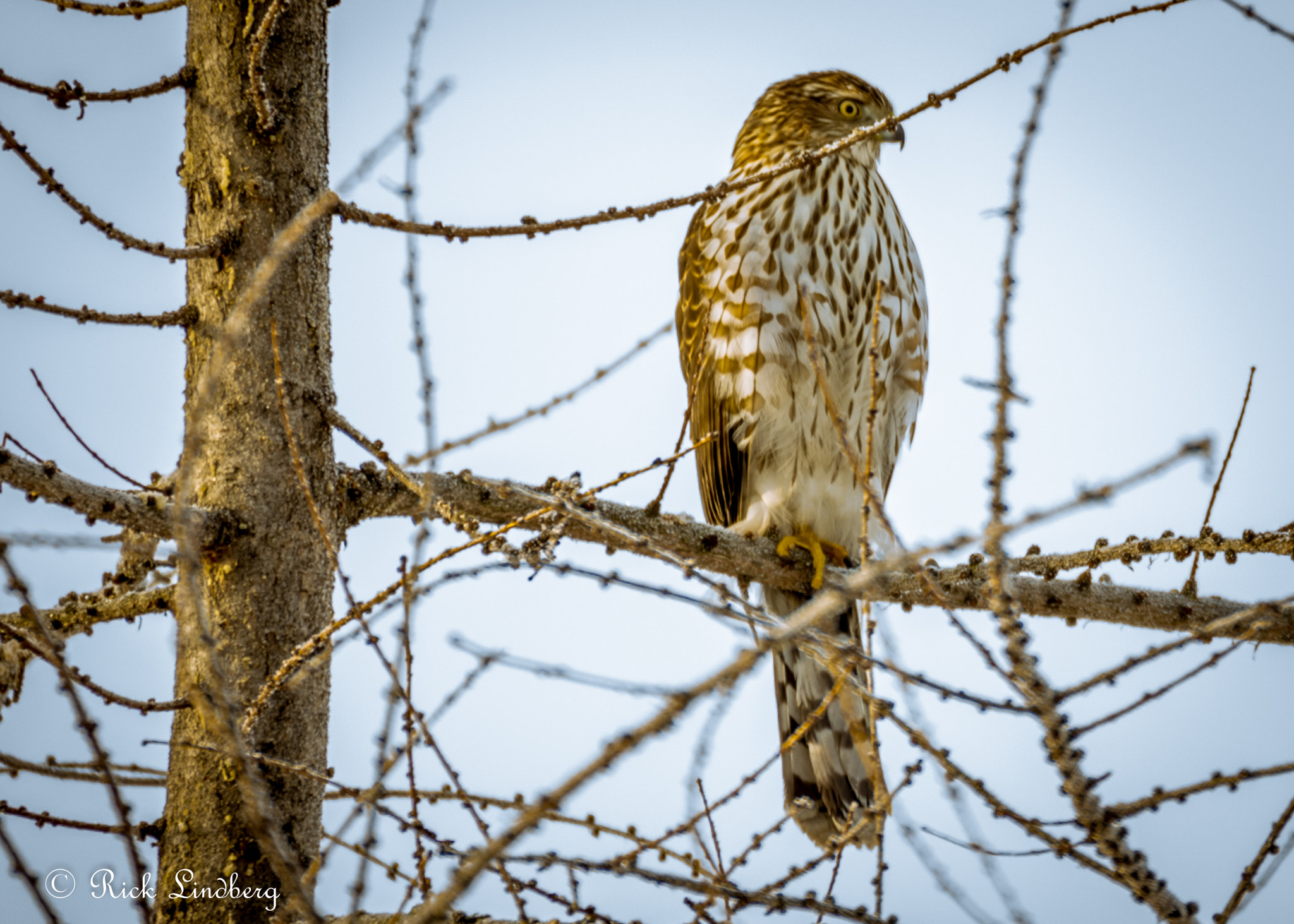 Pentax K-5 sample photo. Right profile photography
