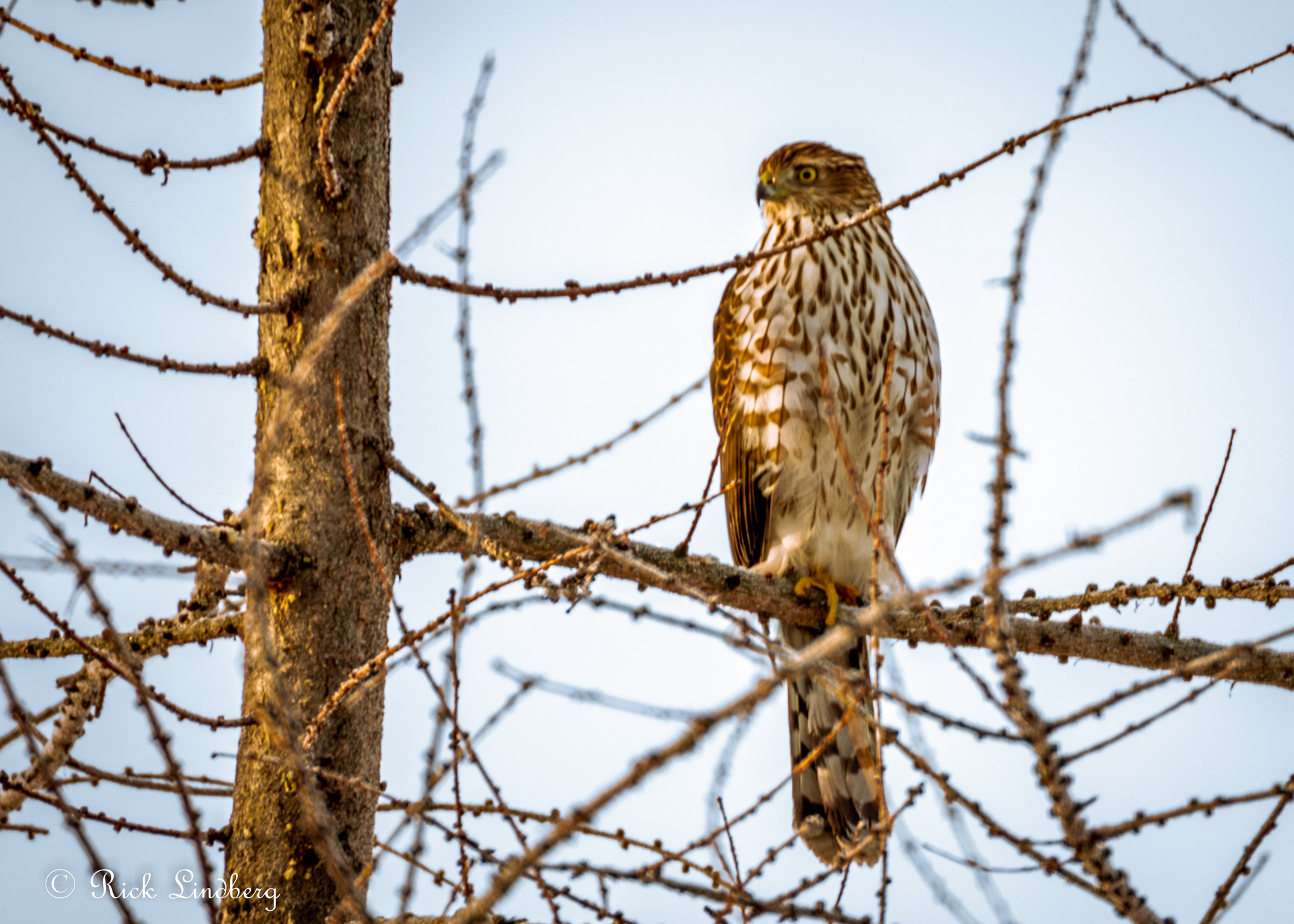 Pentax K-5 sample photo. Left profile photography